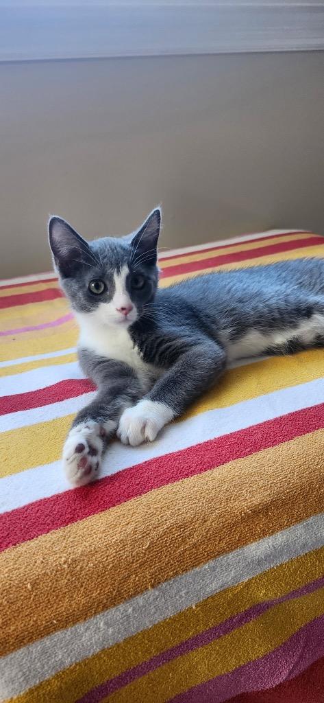 Enlarge Rosie, a Adoptable mixed breed in Fort Oglethorpe, GA image 2/4