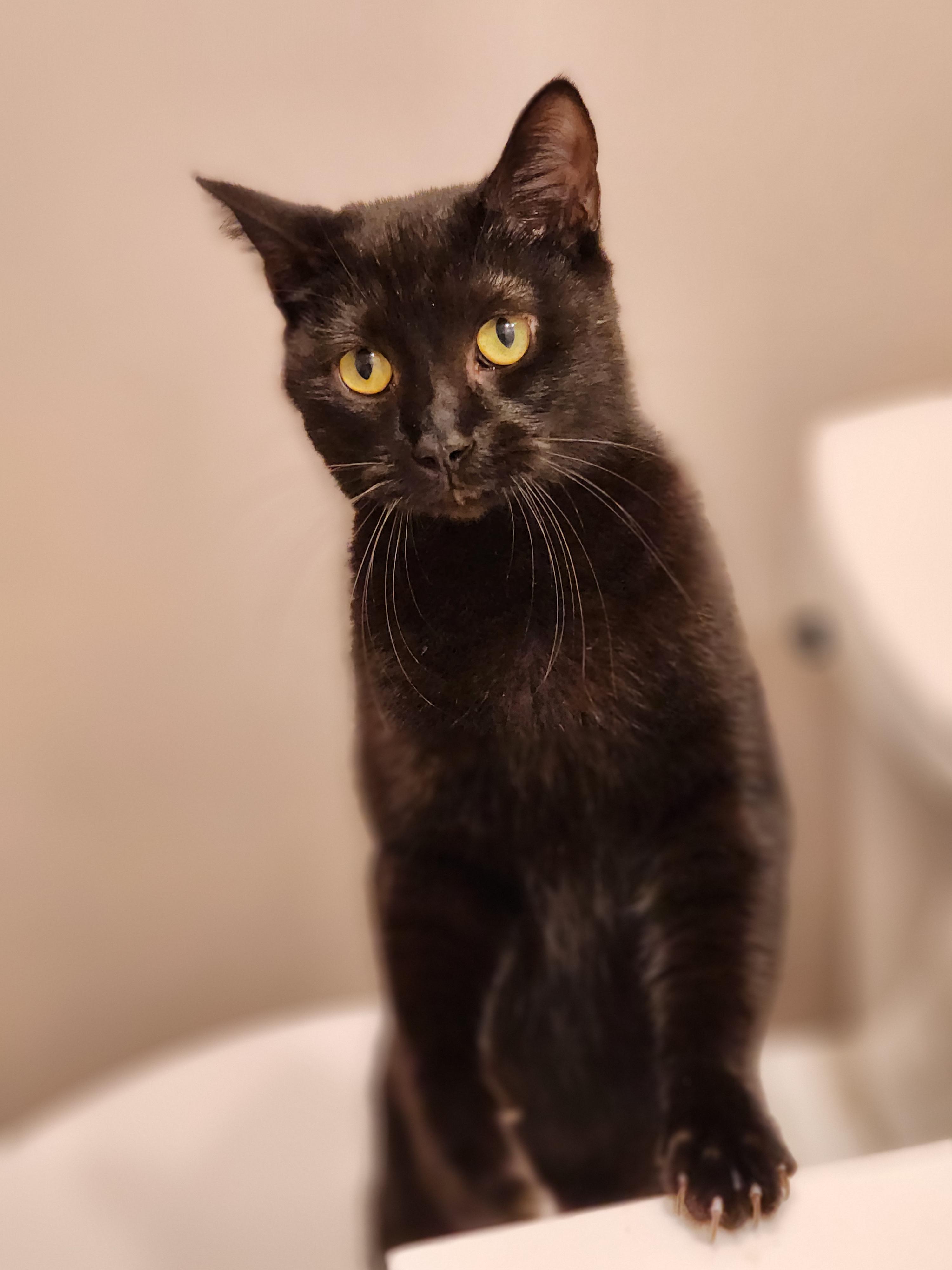 Spark, a Adoptable Domestic Short Hair in Bristol, TN image 4/4