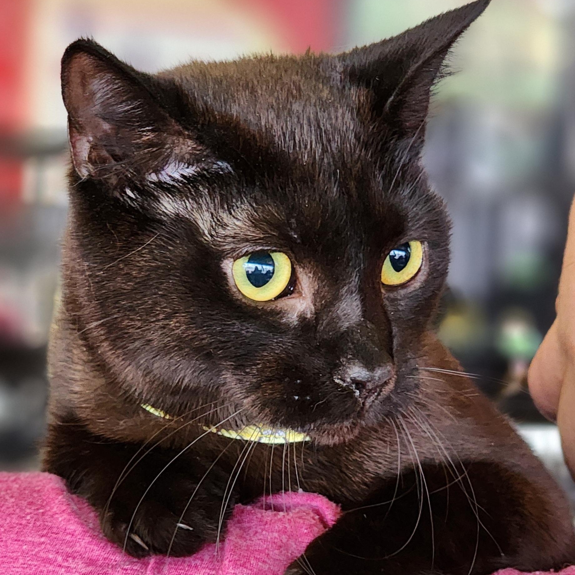 Spark, a Adoptable Domestic Short Hair in Bristol, TN image 3/4