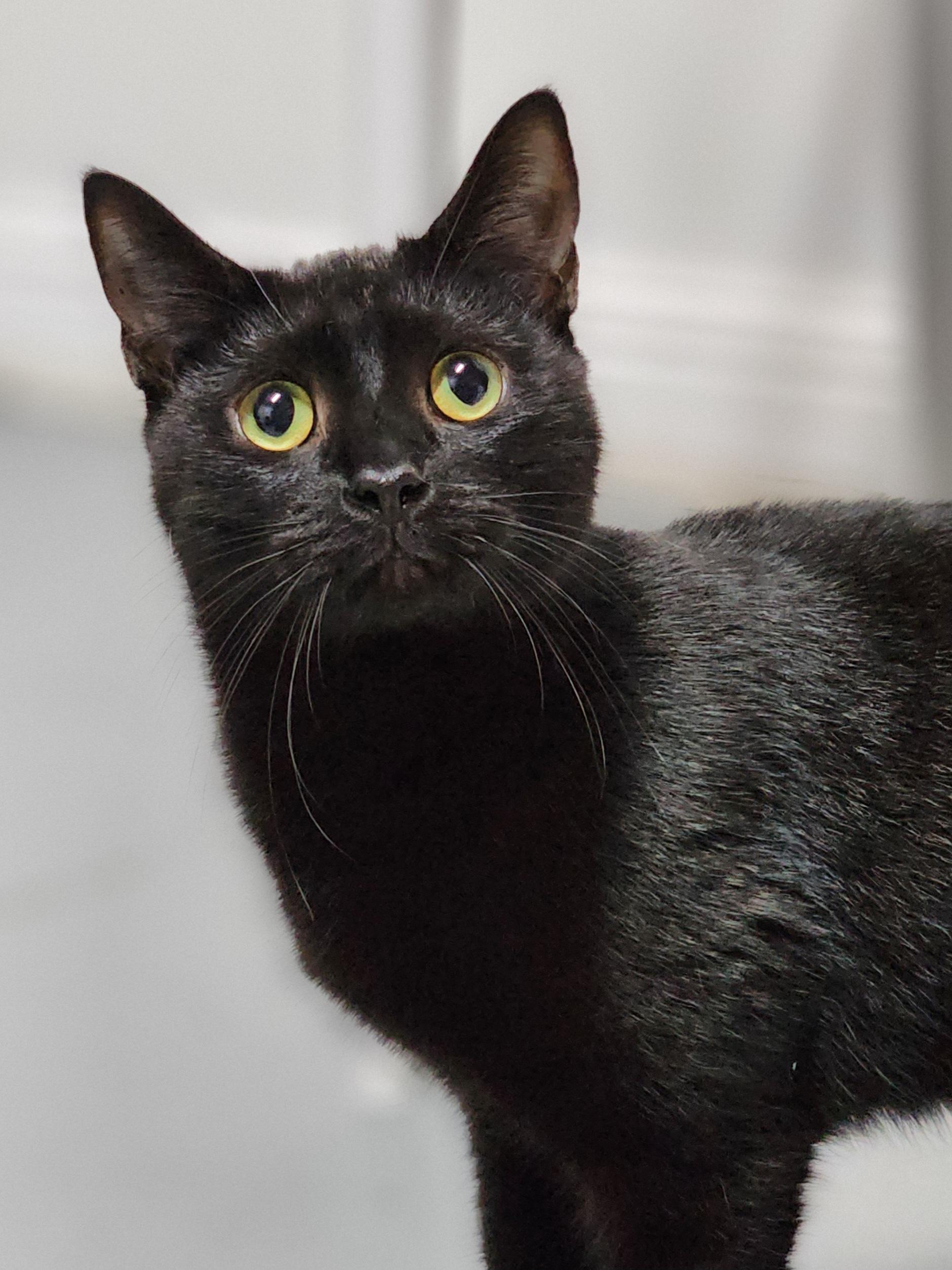 Spark, Adoptable, Young Male Domestic Short Hair.