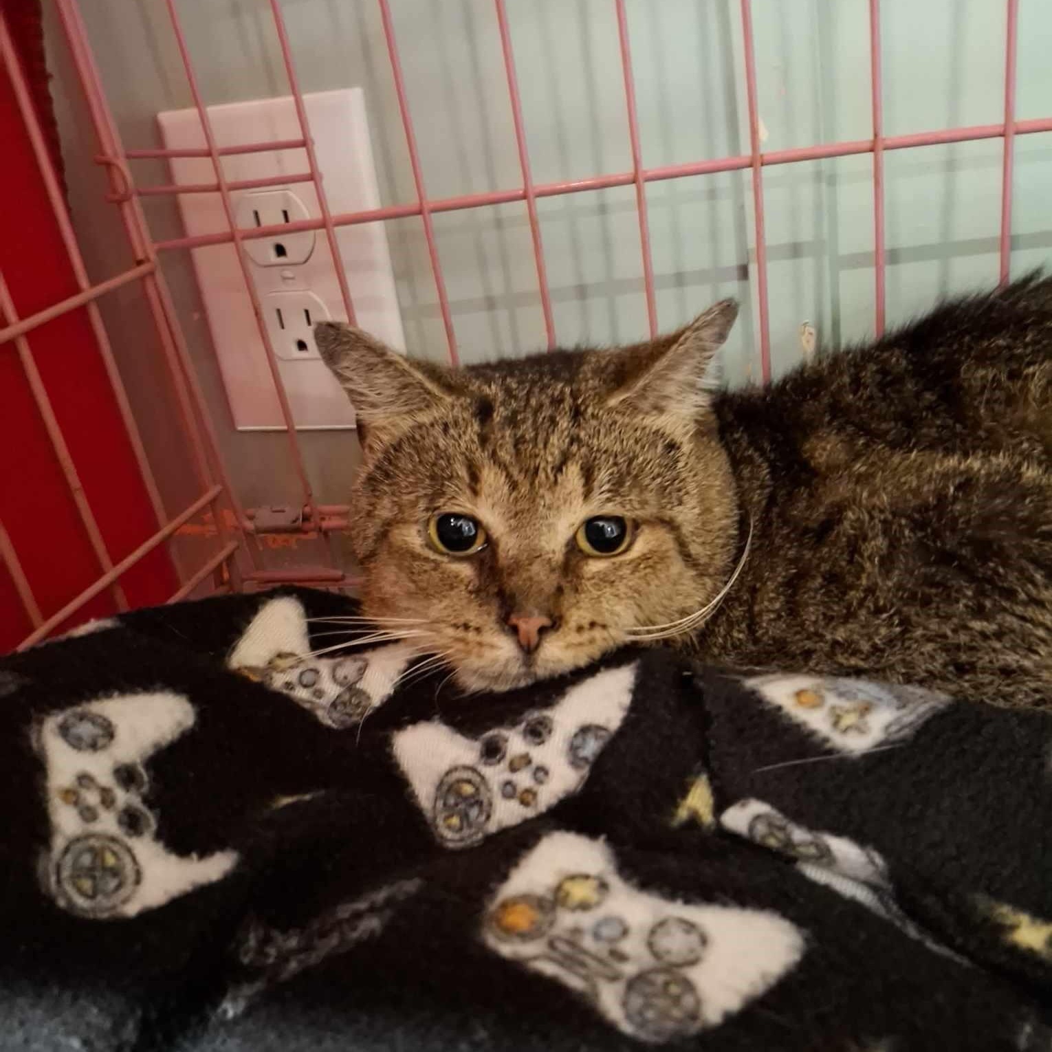 Enlarge Ruben, a Adoptable Domestic Short Hair in Vine Grove, KY image 5/6