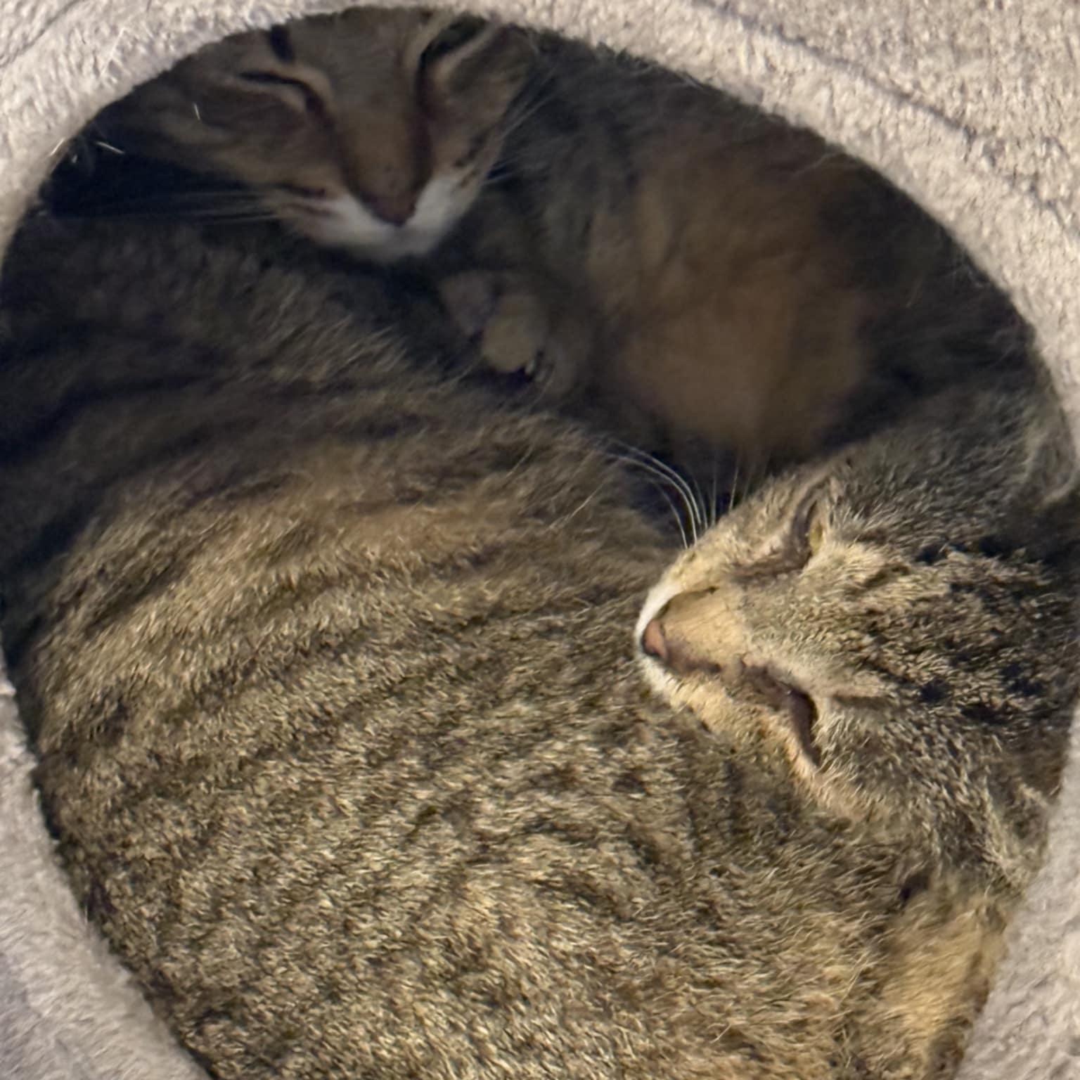 Enlarge Ruben, a Adoptable Domestic Short Hair in Vine Grove, KY image 3/6