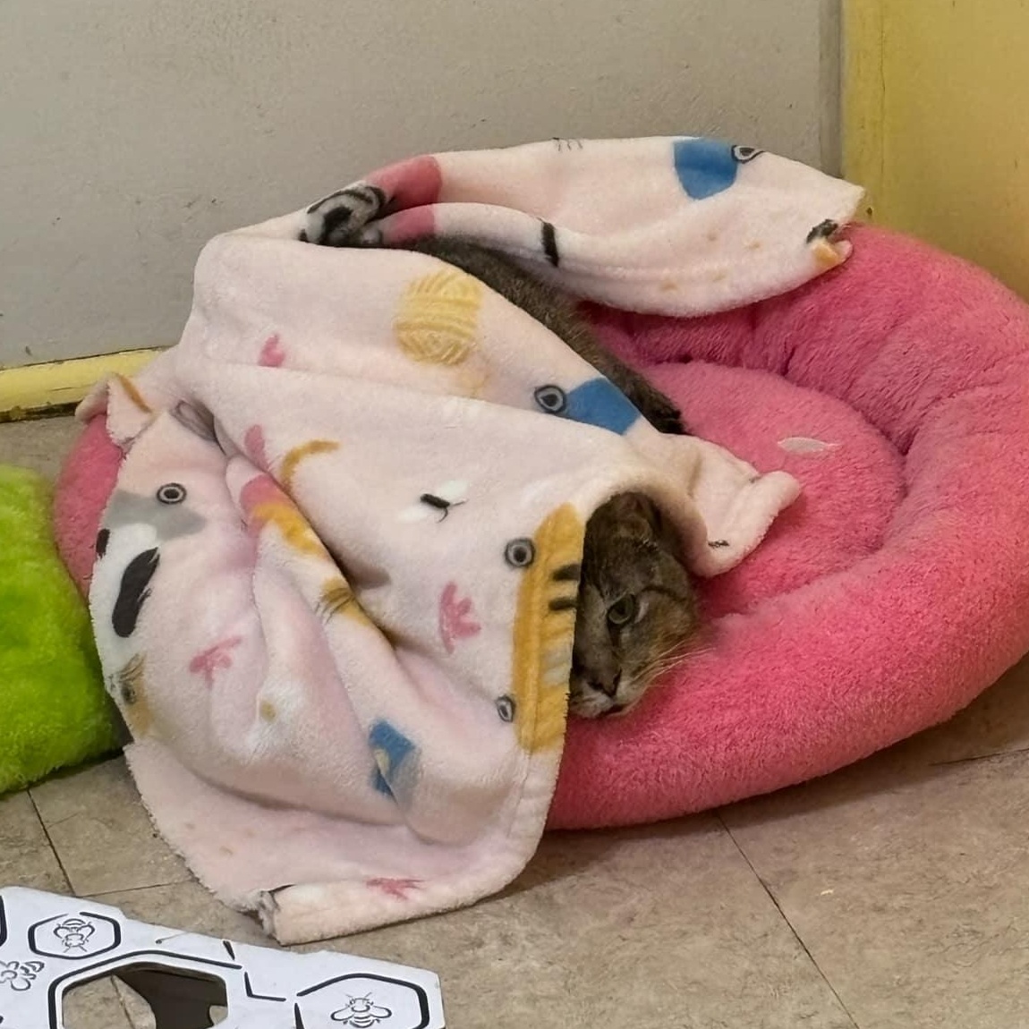 Enlarge Ruben, a Adoptable Domestic Short Hair in Vine Grove, KY image 4/6