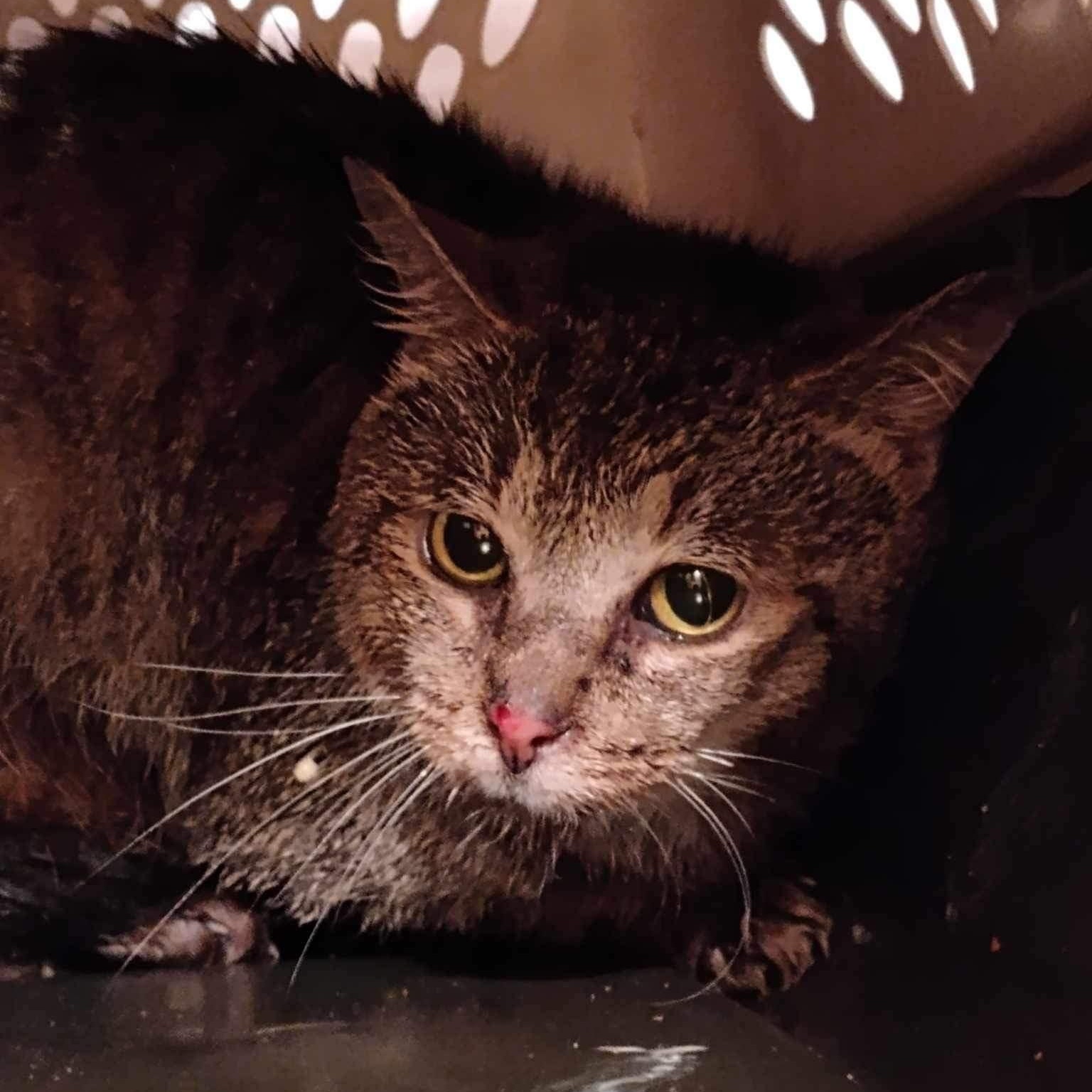 Enlarge Ruben, a Adoptable Domestic Short Hair in Vine Grove, KY image 6/6