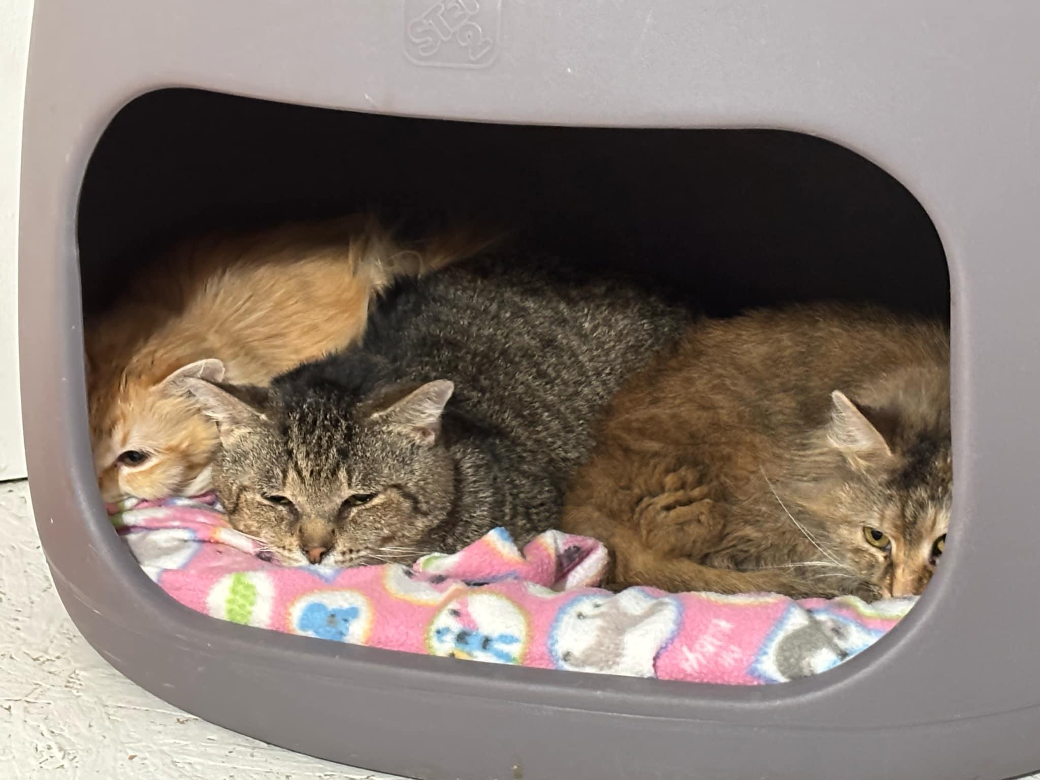 Enlarge Ruben, a Adoptable Domestic Short Hair in Vine Grove, KY image 2/6