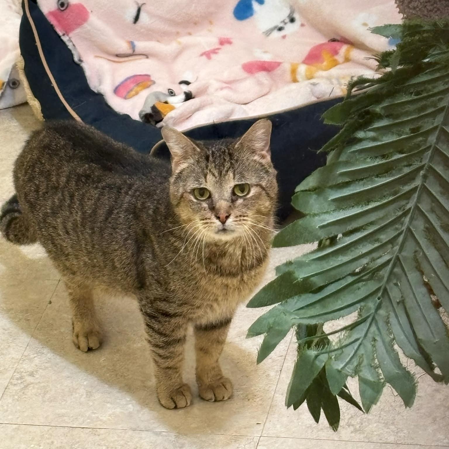 Enlarge Ruben, a Adoptable Domestic Short Hair in Vine Grove, KY image 1/6