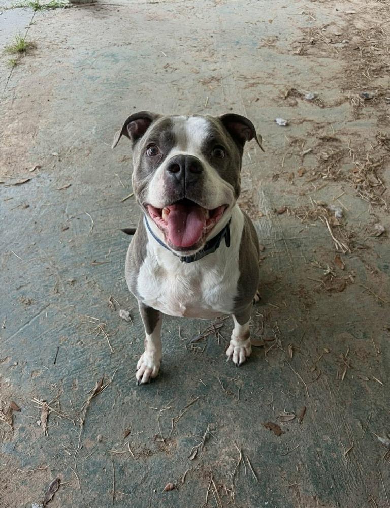 Enlarge Tannen #46696, a Adoptable mixed breed in Moncton, NB image 1/6