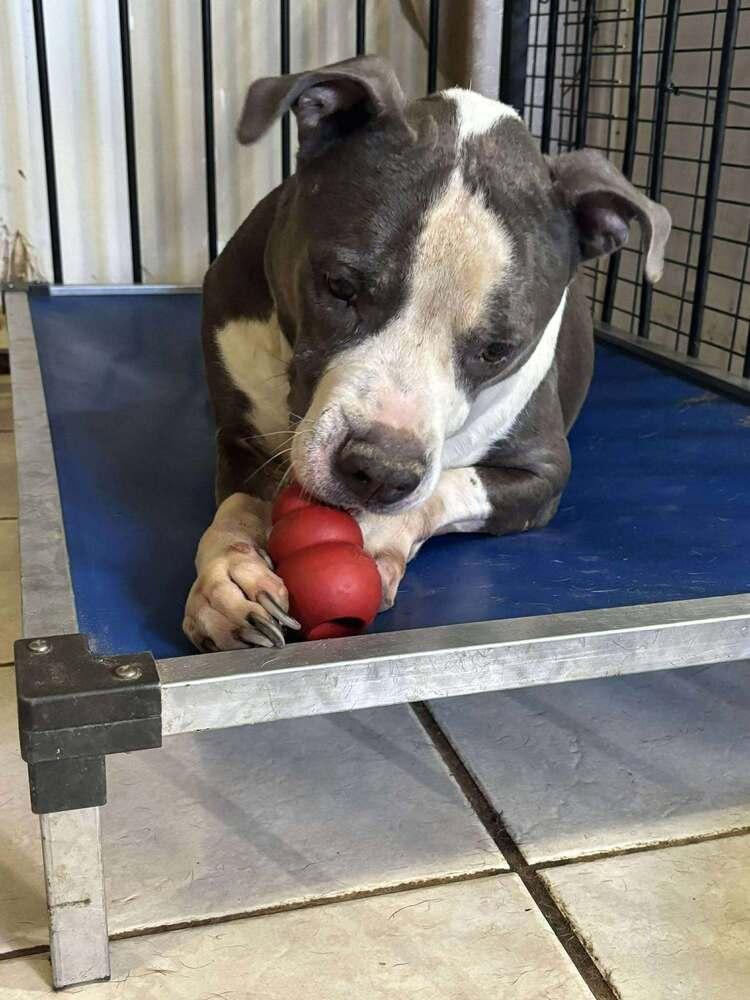 Tannen #46696 π, Adoptable, Adult Male Pit Bull Terrier.