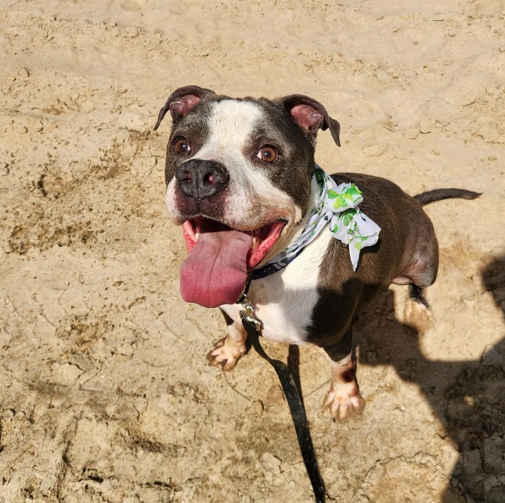Tannen #46696 💜, Adoptable, Adult Male Pit Bull Terrier.