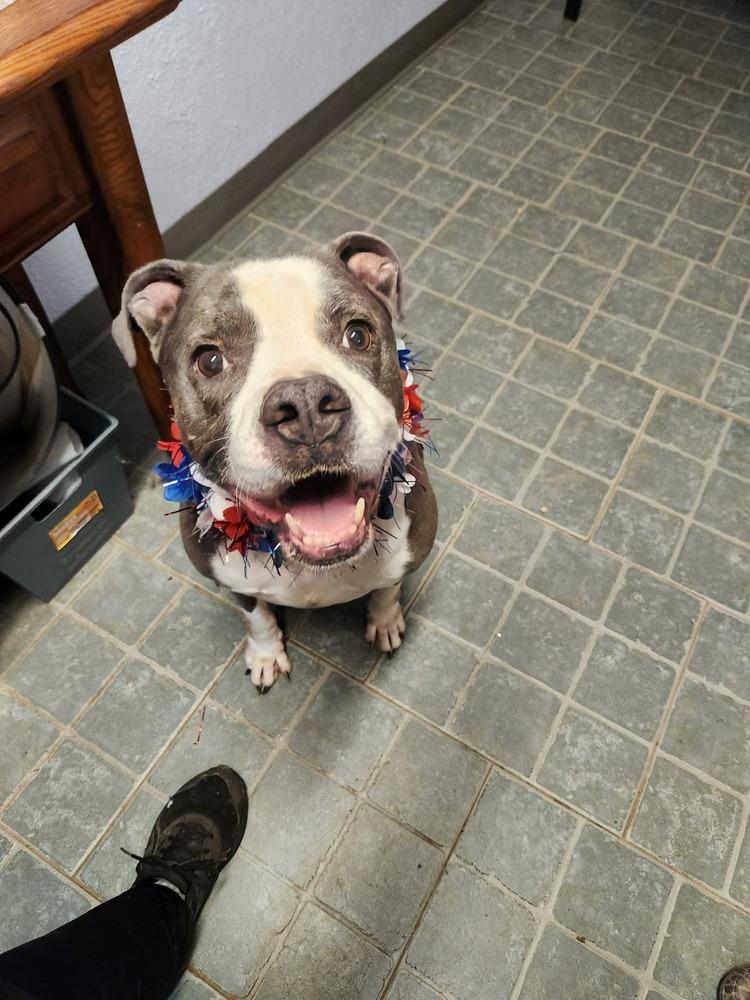 Tannen #46696, a Adoptable mixed breed in Digby, NS image 1/6