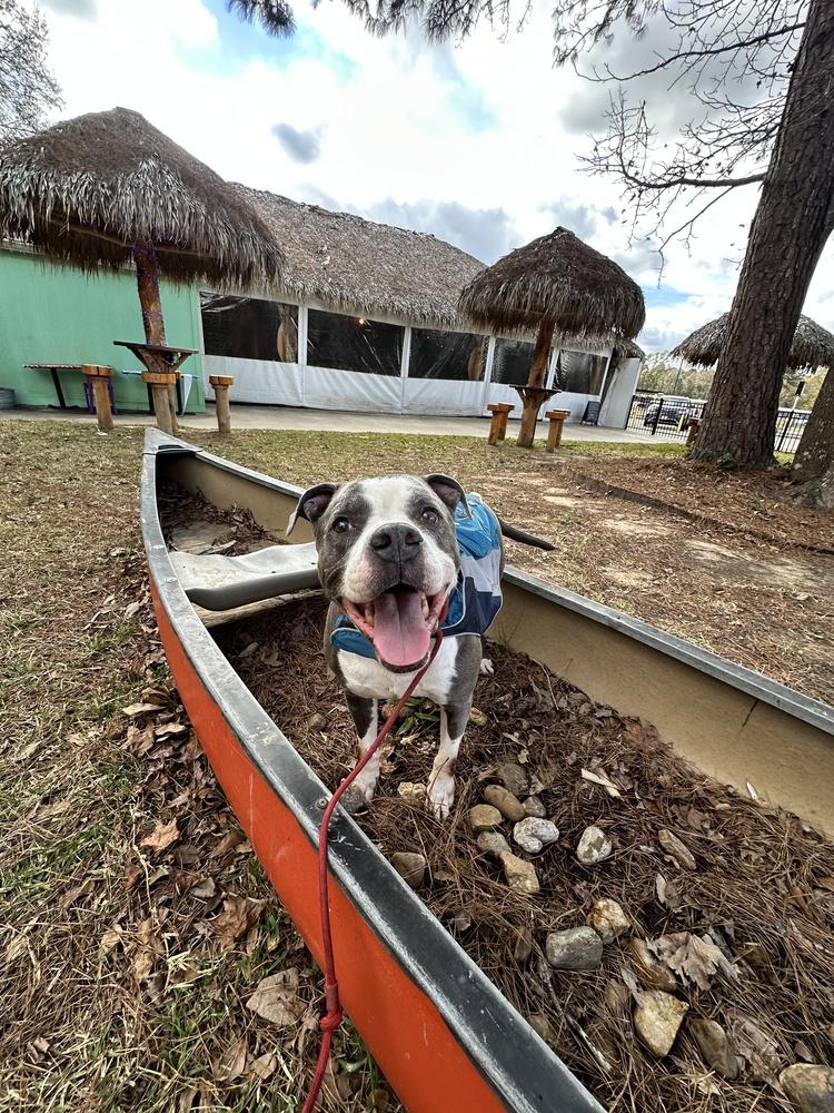 Tannen #46696, Adoptable, Adult Male Pit Bull Terrier.