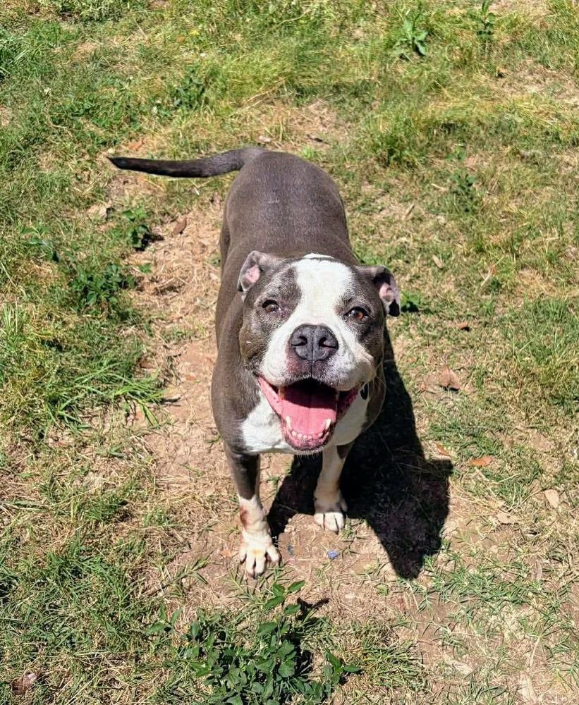 Enlarge Tannen #46696, a Adoptable mixed breed in Moncton, NB image 3/6