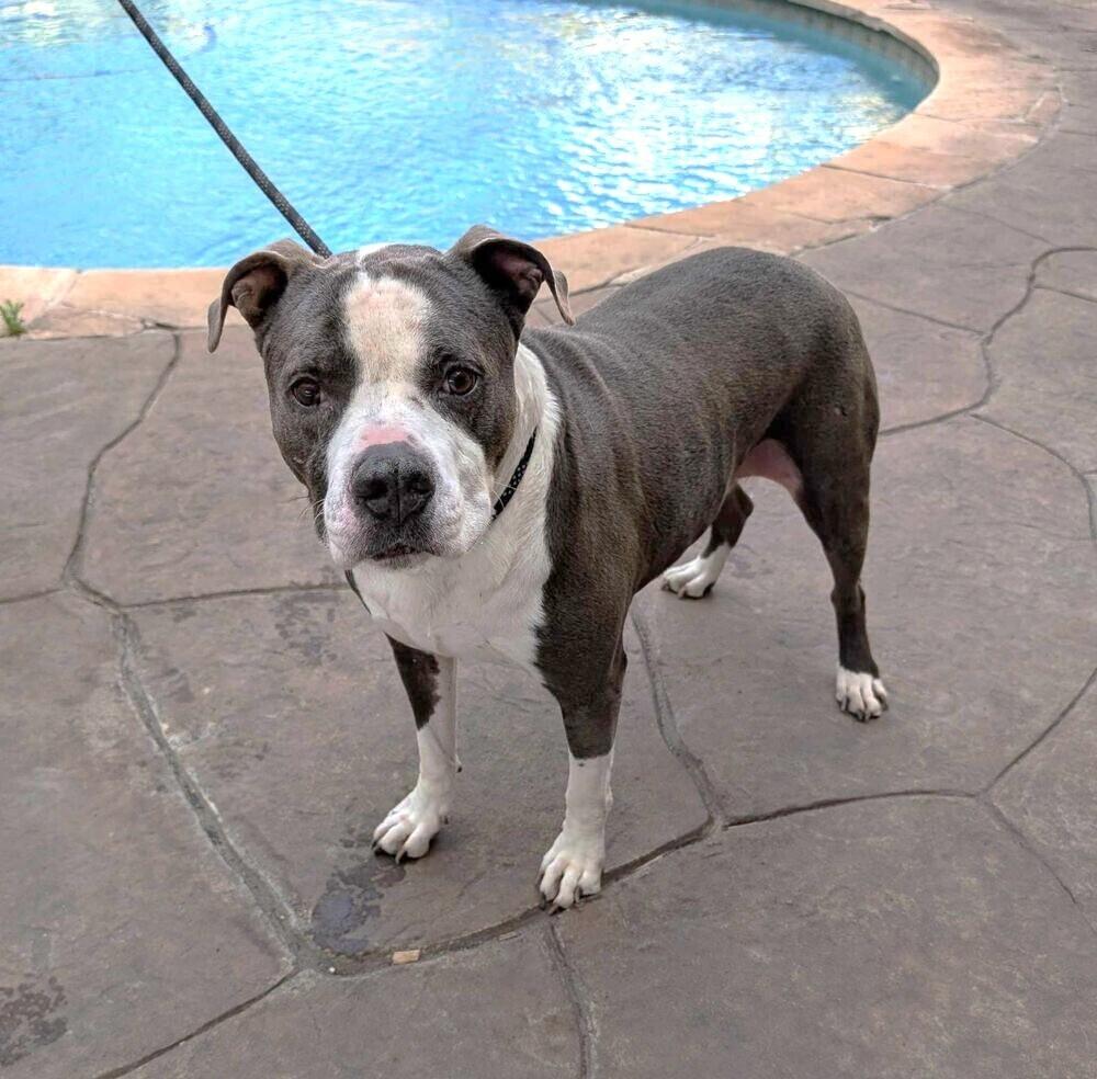 Tannen #46696 💜, Adoptable, Adult Male Pit Bull Terrier.