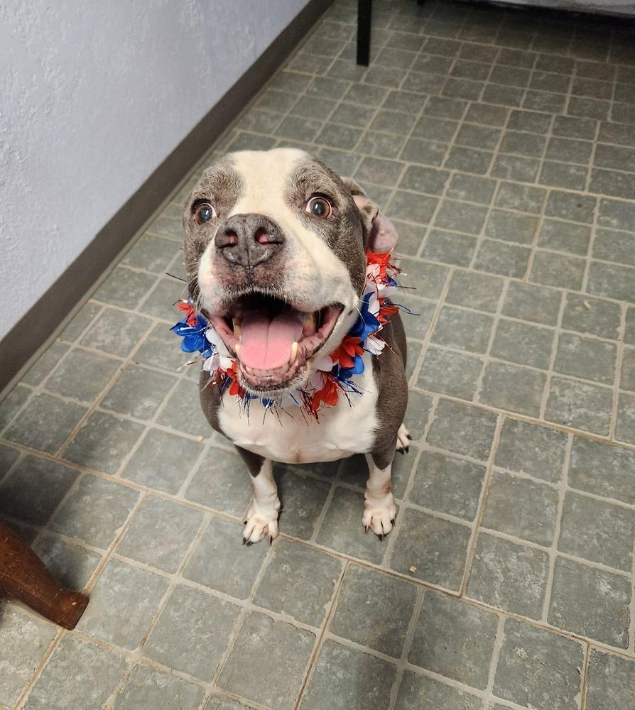 Tannen #46696, a Adoptable mixed breed in Digby, NS image 3/6