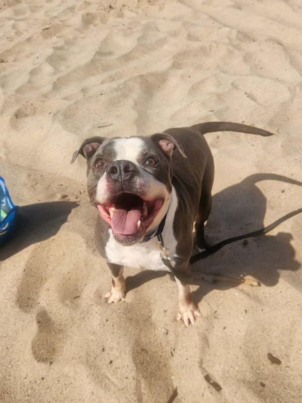 Enlarge Tannen #46696, a Adoptable mixed breed in Moncton, NB image 4/6