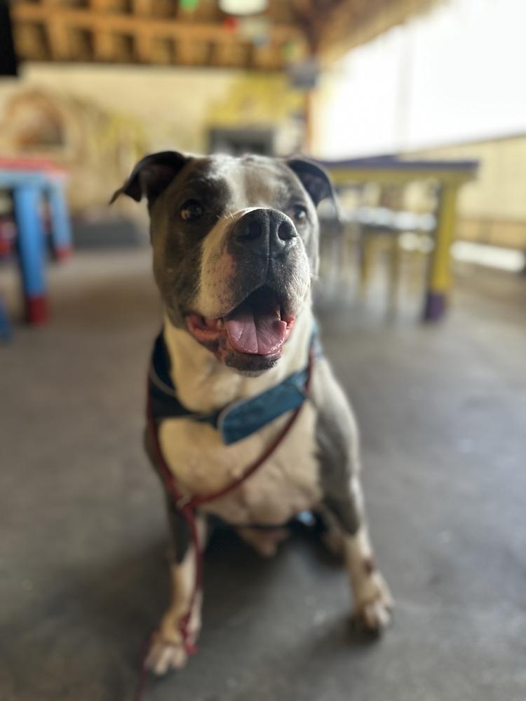 Enlarge Tannen #46696, a Adoptable mixed breed in Moncton, NB image 5/6