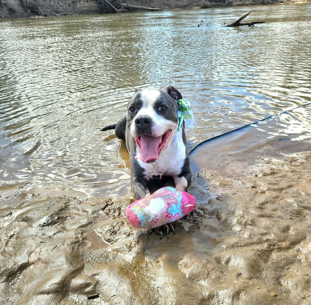 Enlarge Tannen #46696, a Adoptable mixed breed in Moncton, NB image 6/6