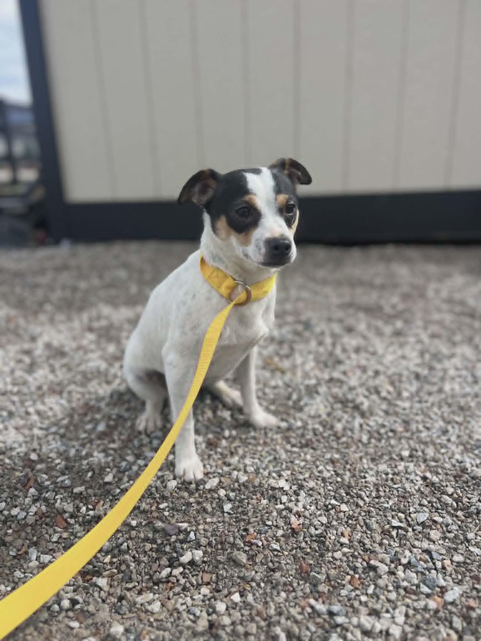 Marshall, Adoptable, Young Male Toy Fox Terrier.