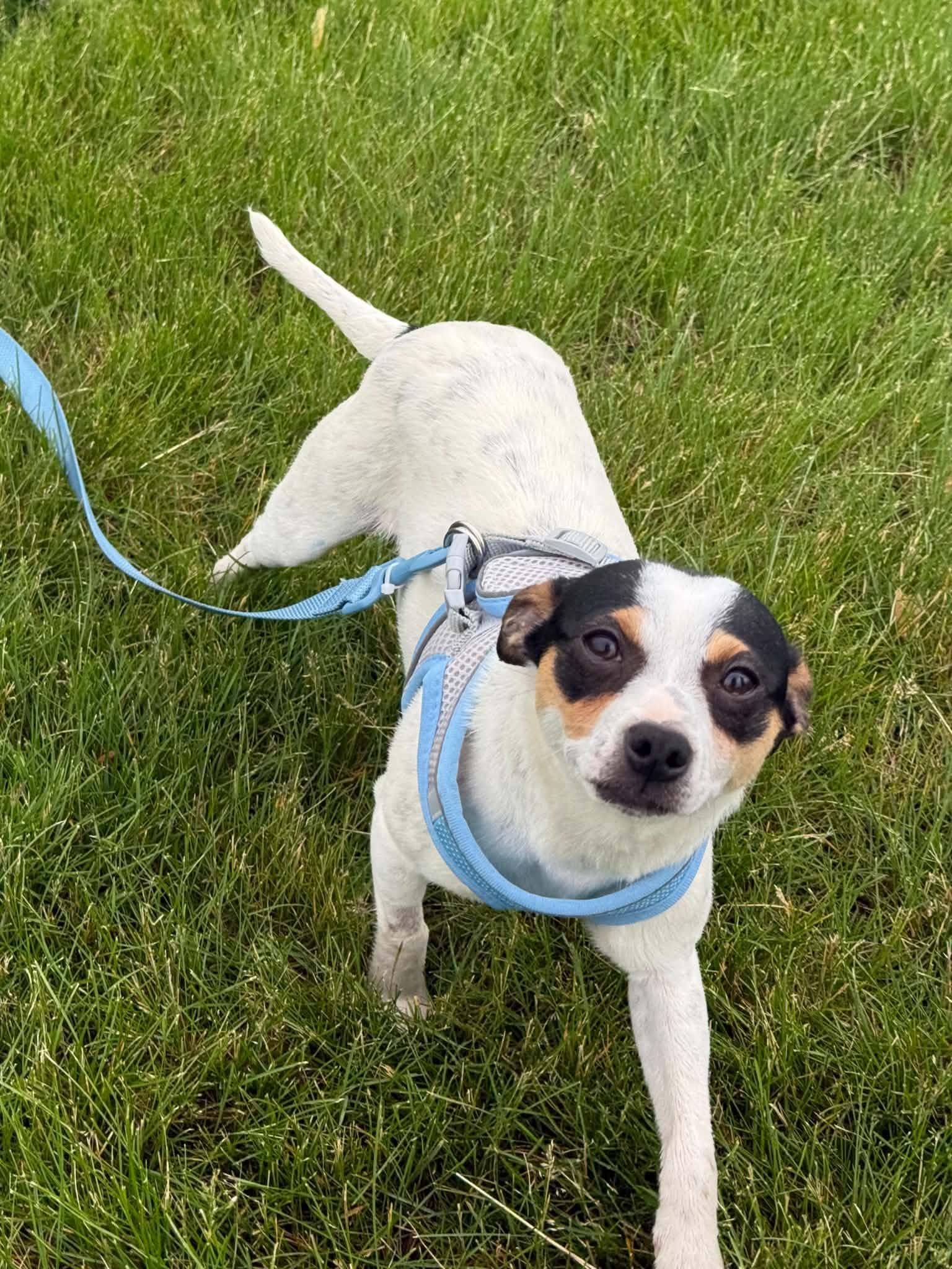 Enlarge Marshall, a Adoptable Toy Fox Terrier in Havertown, PA image 2/6