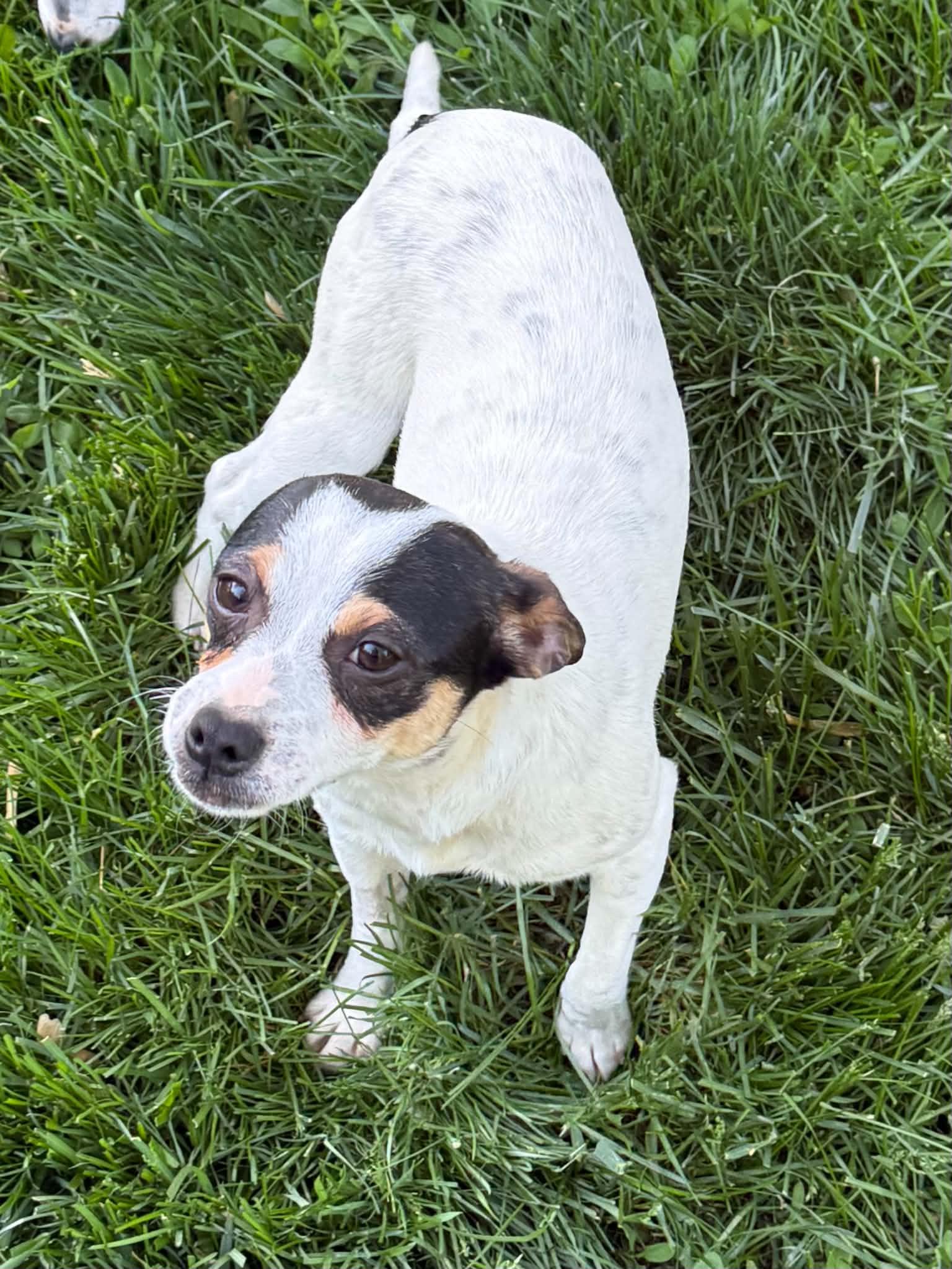 Enlarge Marshall, a Adoptable Toy Fox Terrier in Havertown, PA image 3/6