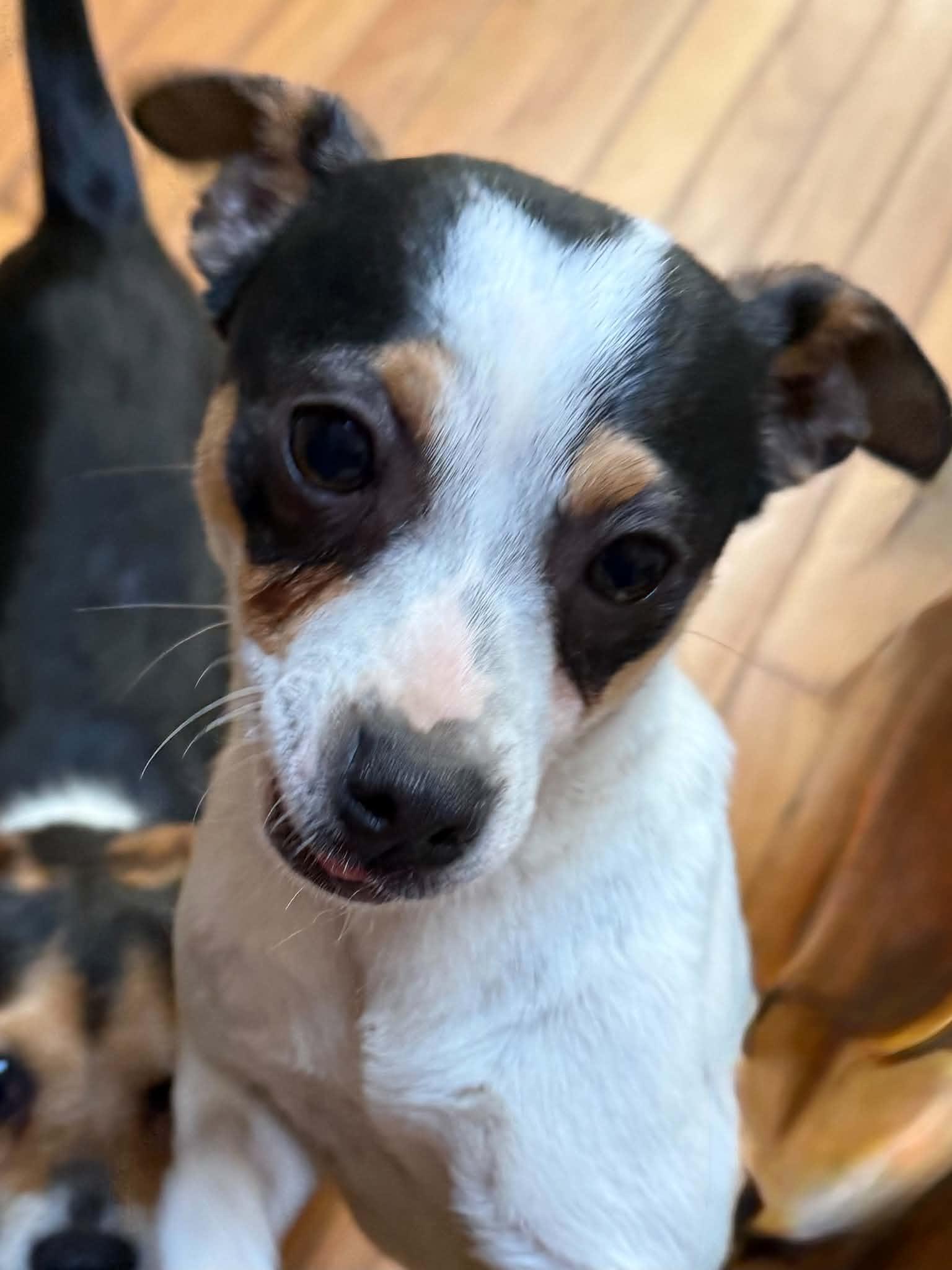 Enlarge Marshall, a Adoptable Toy Fox Terrier in Havertown, PA image 4/6