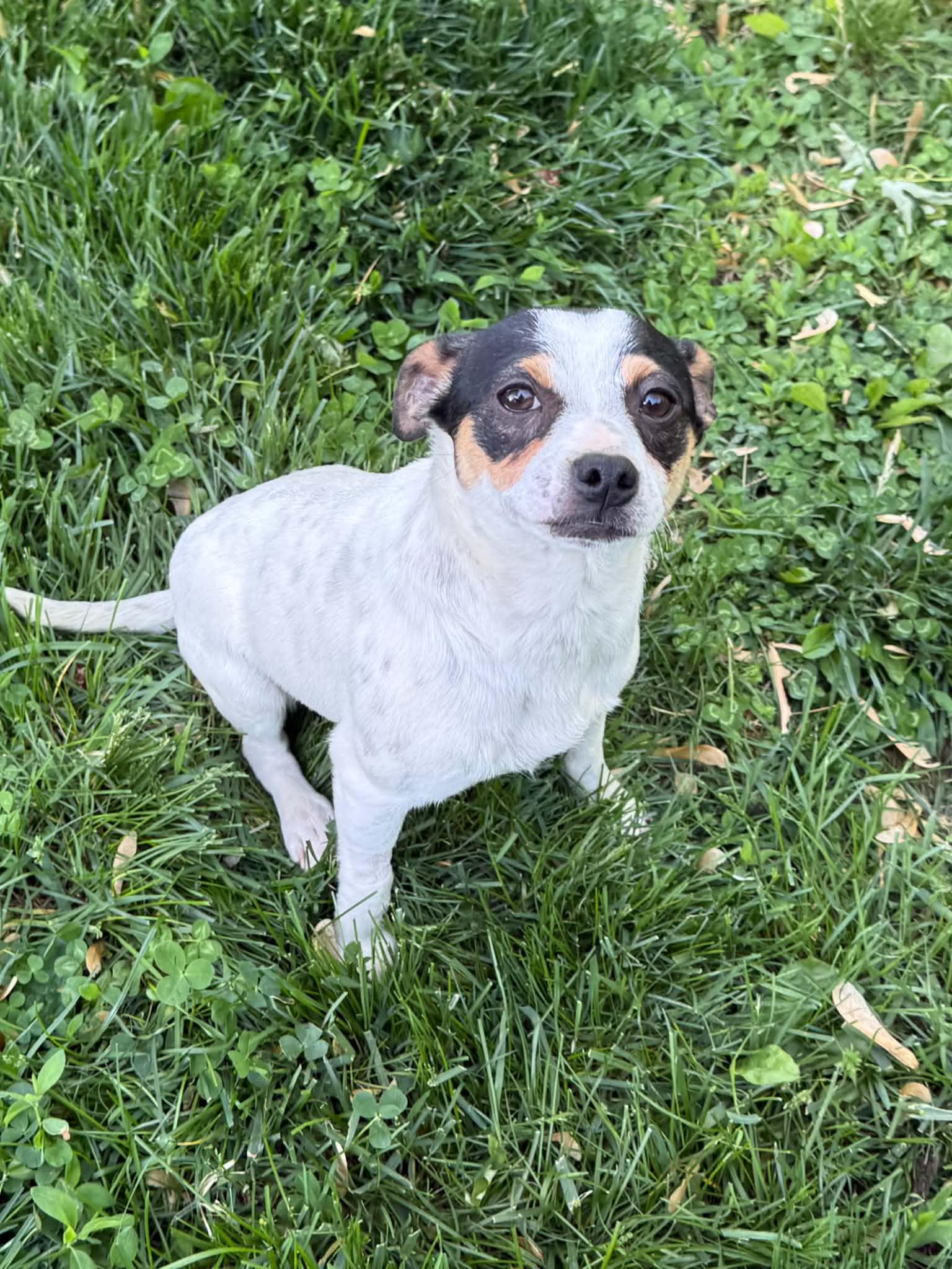 Enlarge Marshall, a Adoptable Toy Fox Terrier in Havertown, PA image 5/6