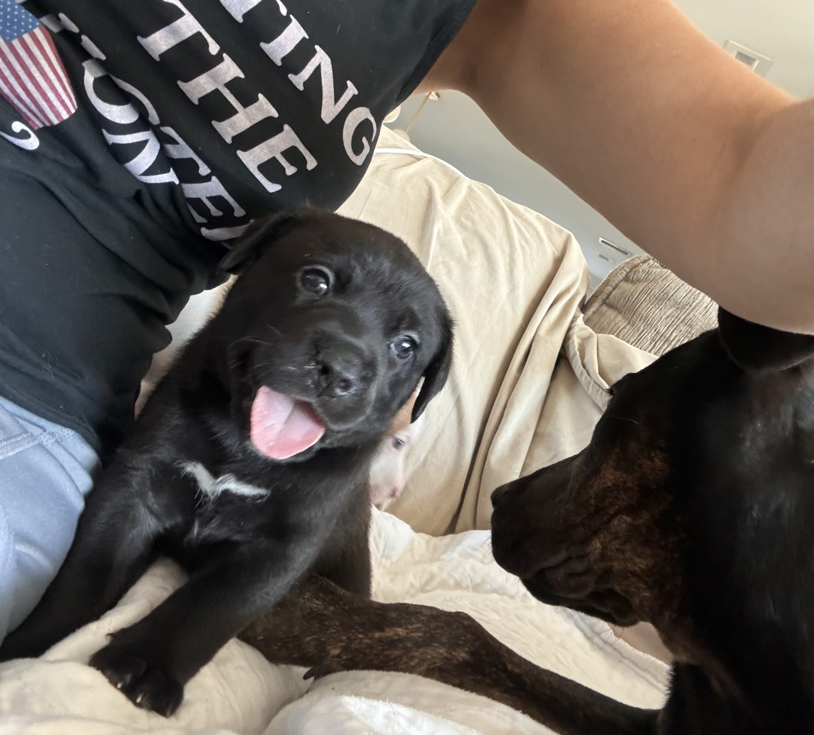 Sammy, Adopted, Puppy Male American Staffordshire Terrier & Labrador Retriever.