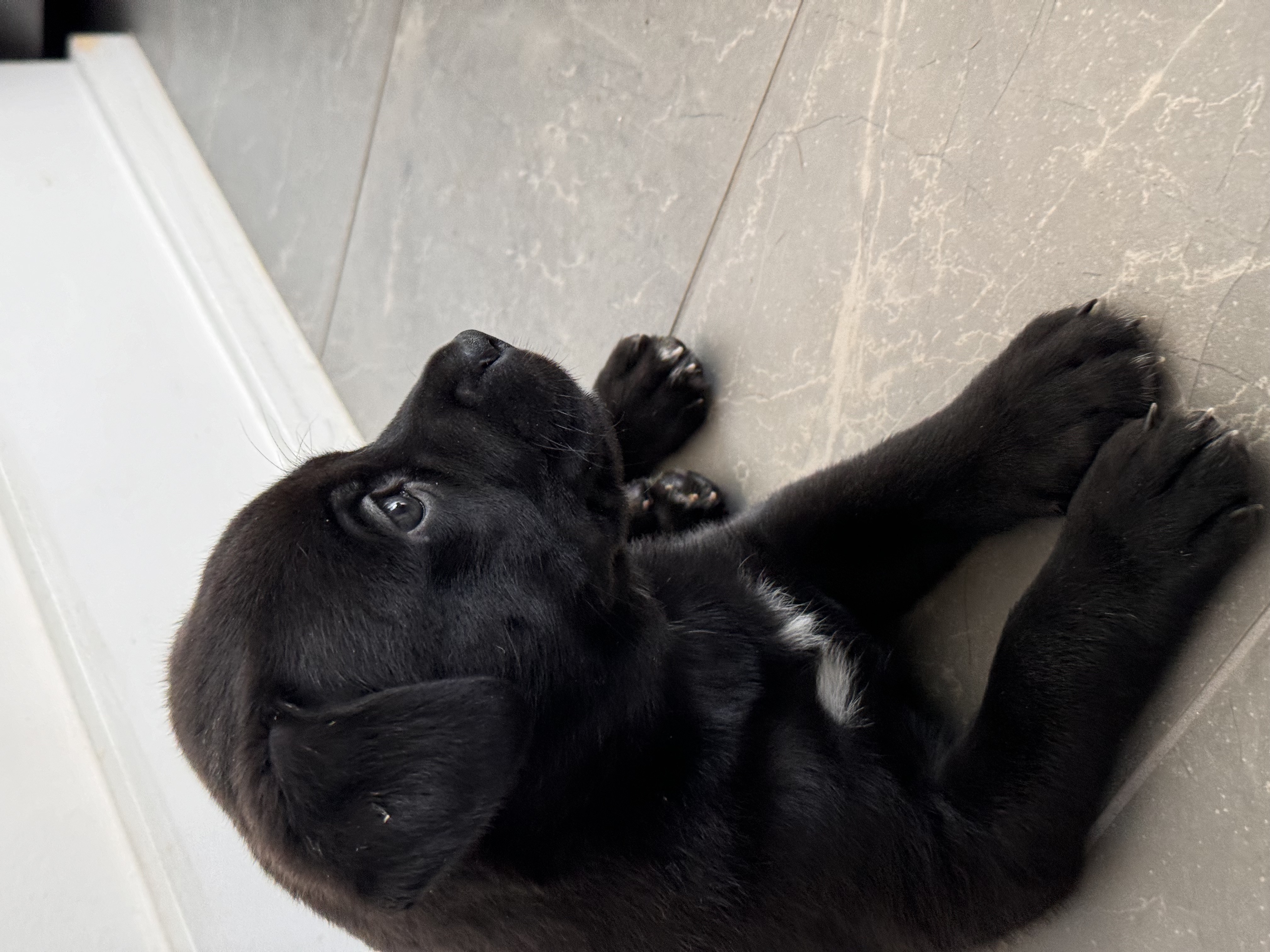 Sammy, a Adopted mixed breed in Roselle, IL image 5/5