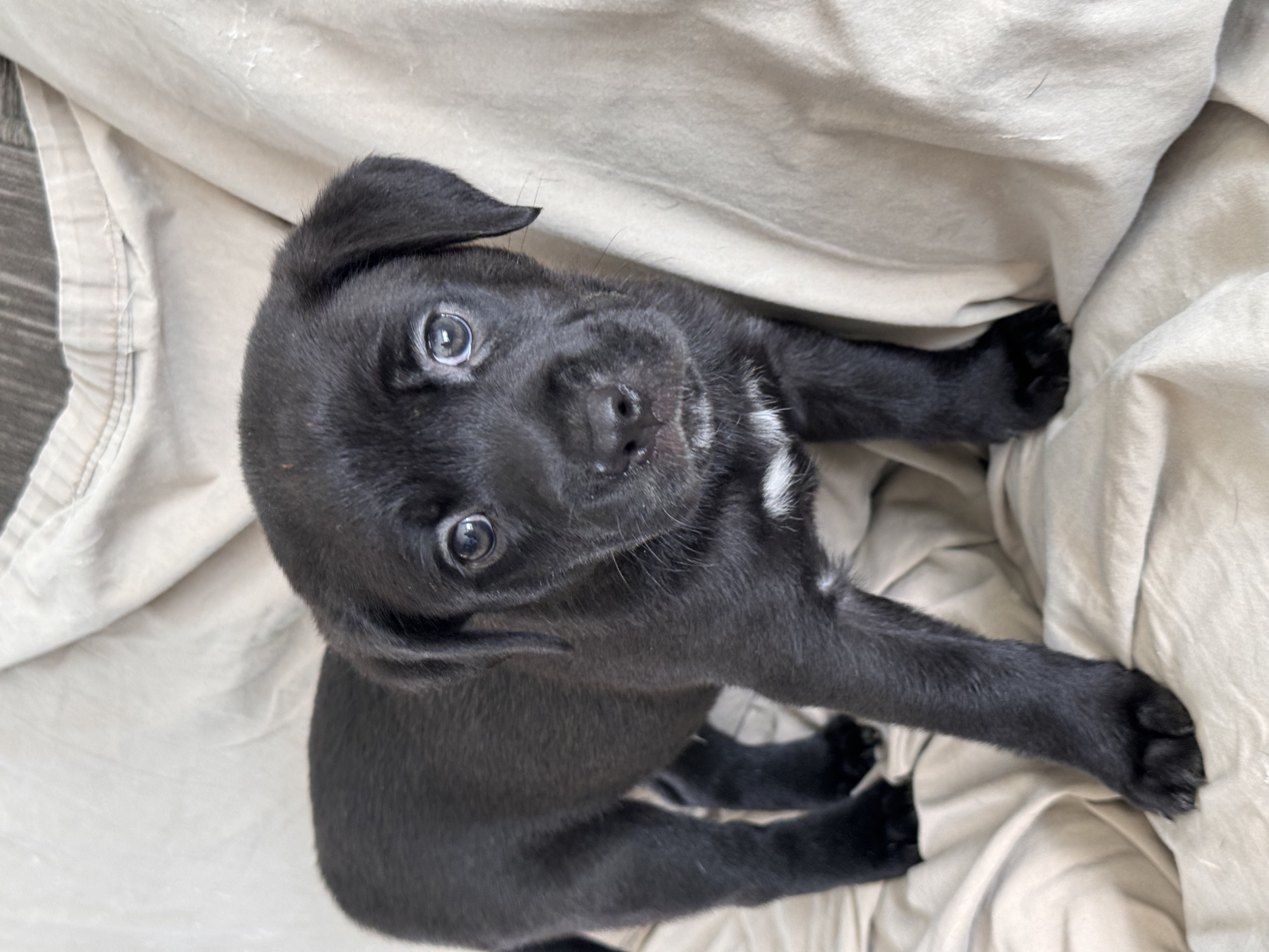 Sammy, a Adopted mixed breed in Roselle, IL image 3/5