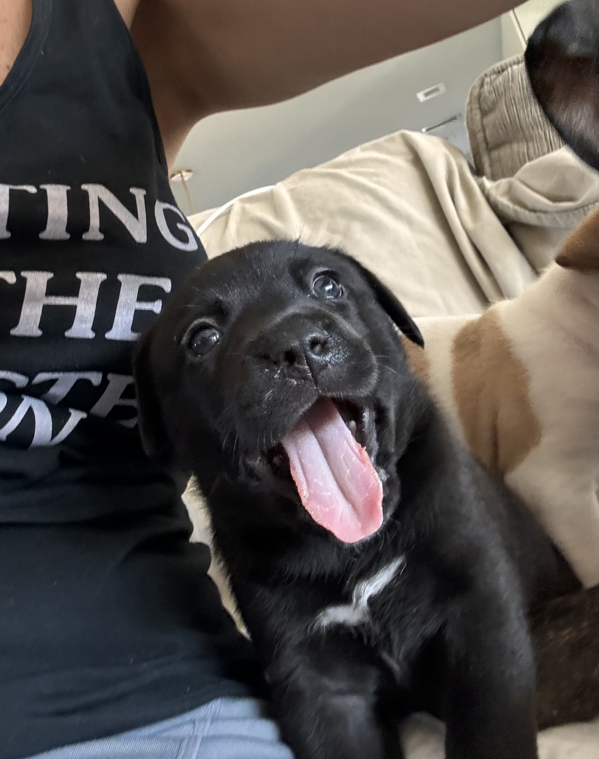 Sammy, a Adopted mixed breed in Roselle, IL image 2/5