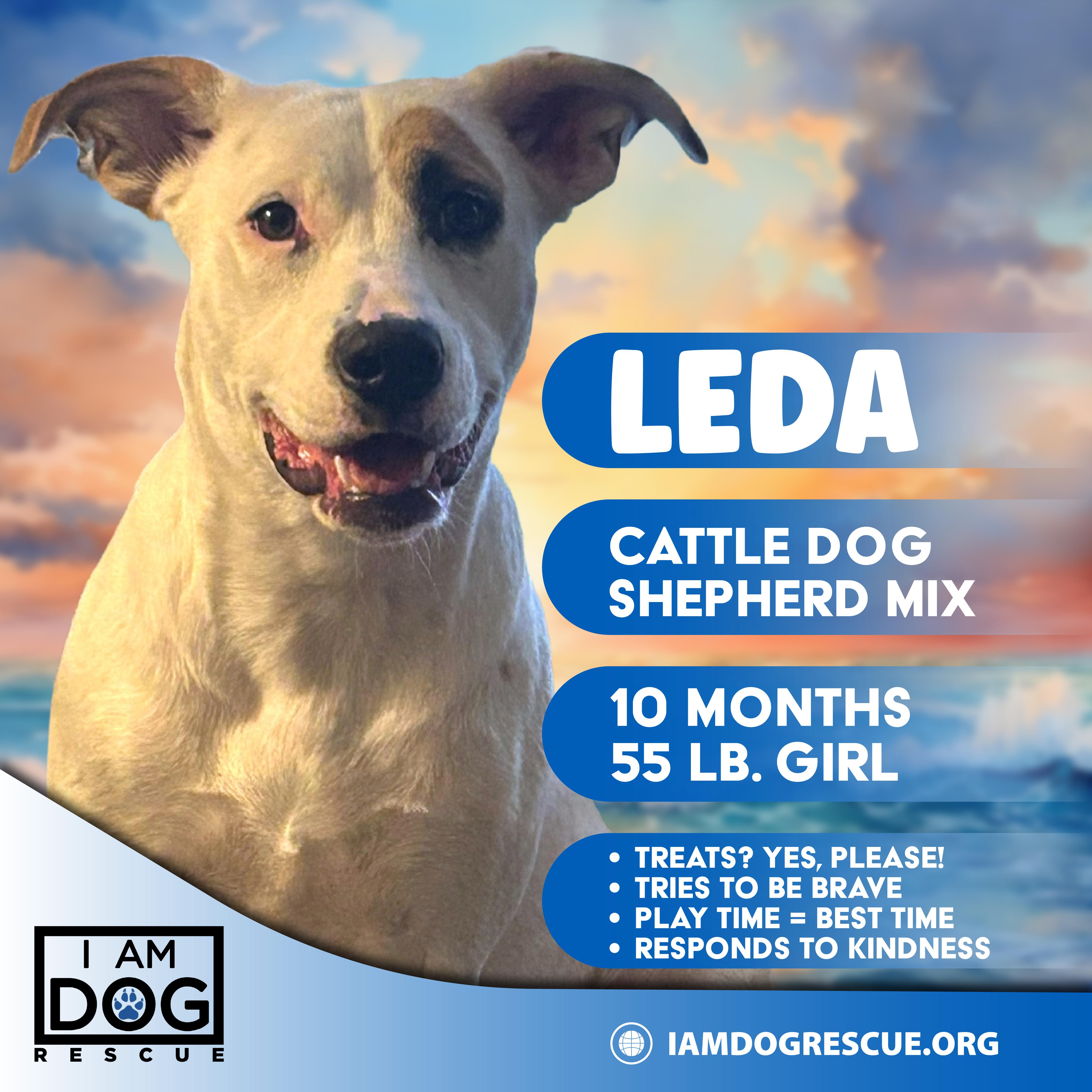 Leda, Adoptable, Young Female Australian Cattle Dog / Blue Heeler & German Shepherd Dog.