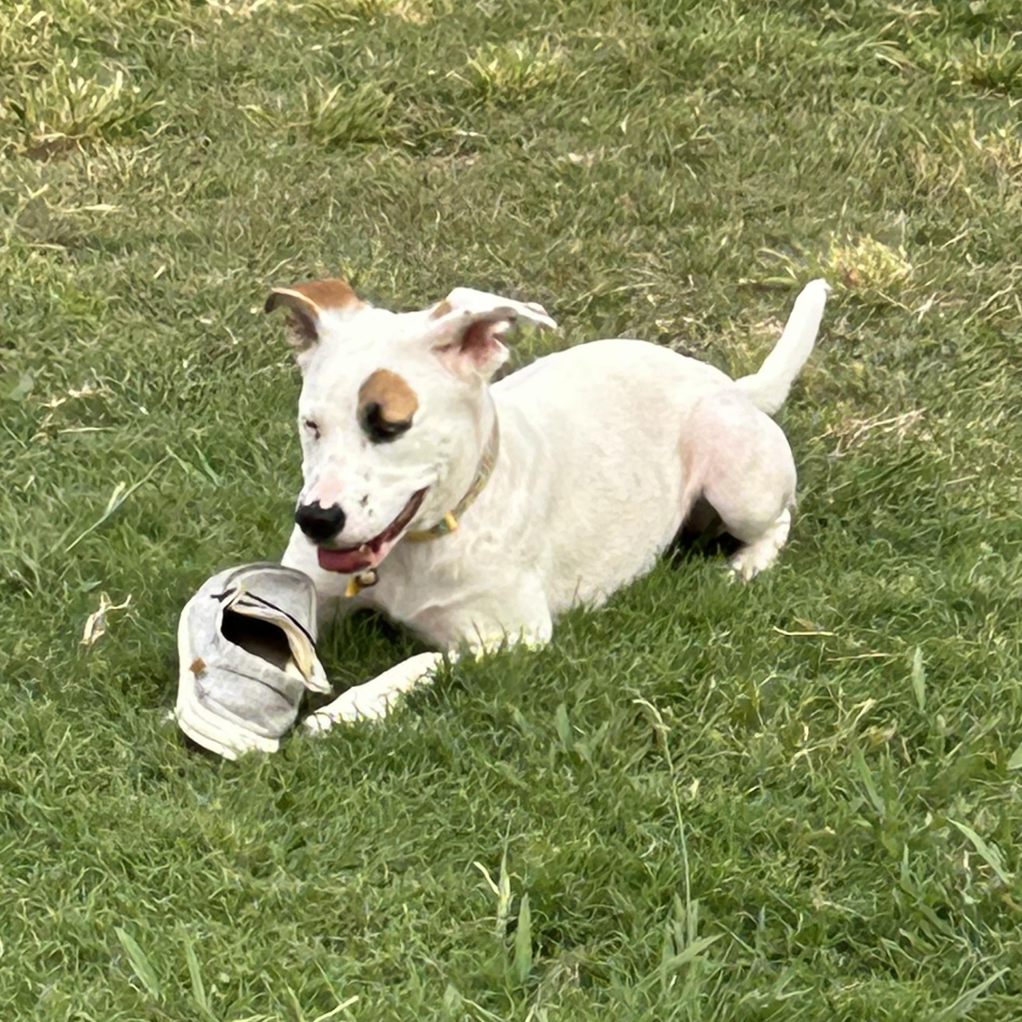 Enlarge Leda, a Adoptable mixed breed in Cross Roads, TX image 2/5