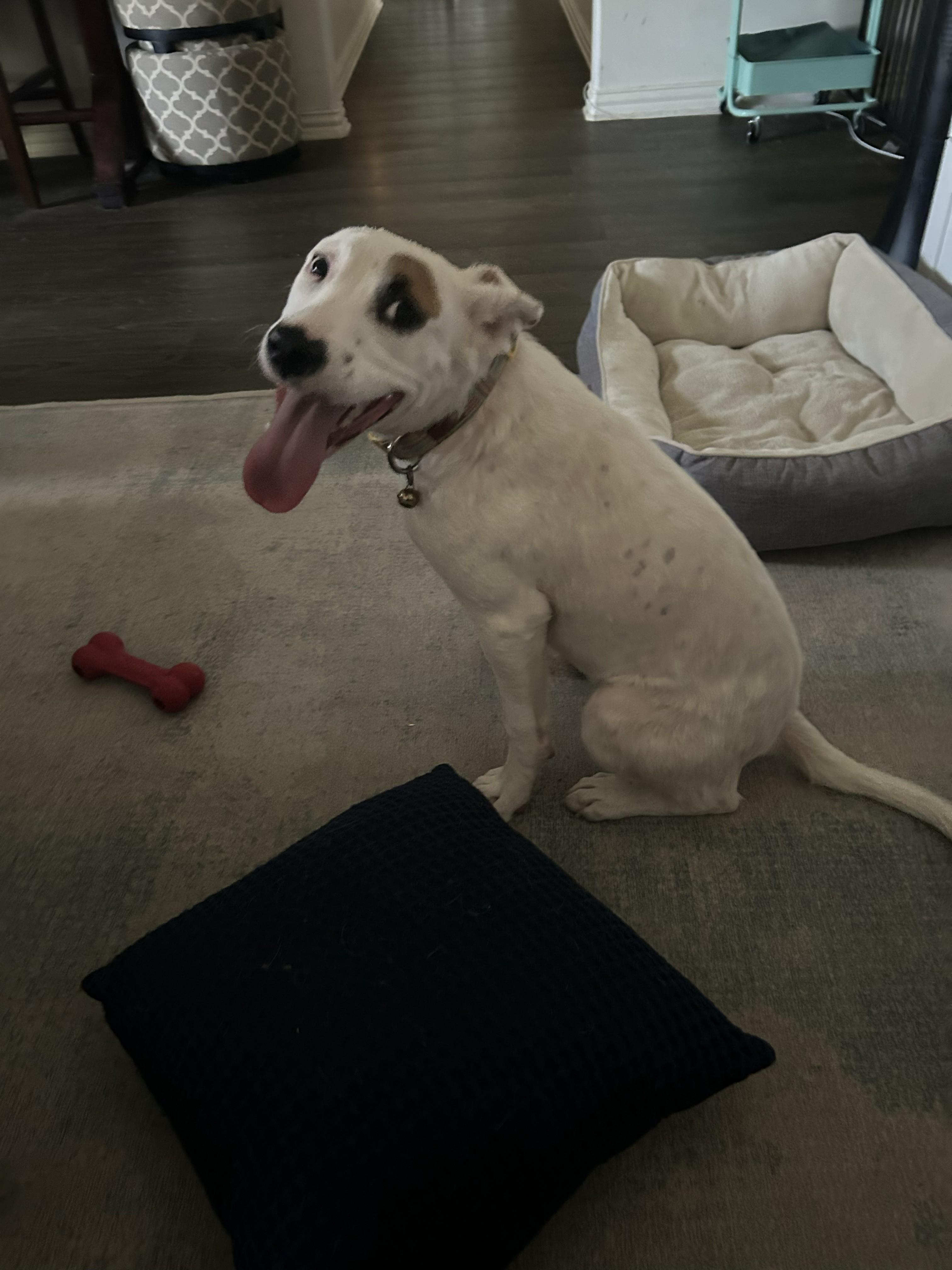 Enlarge Leda, a Adoptable mixed breed in Cross Roads, TX image 3/5