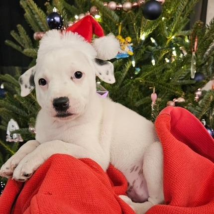 Max, Adoptable, Puppy Male Border Collie.