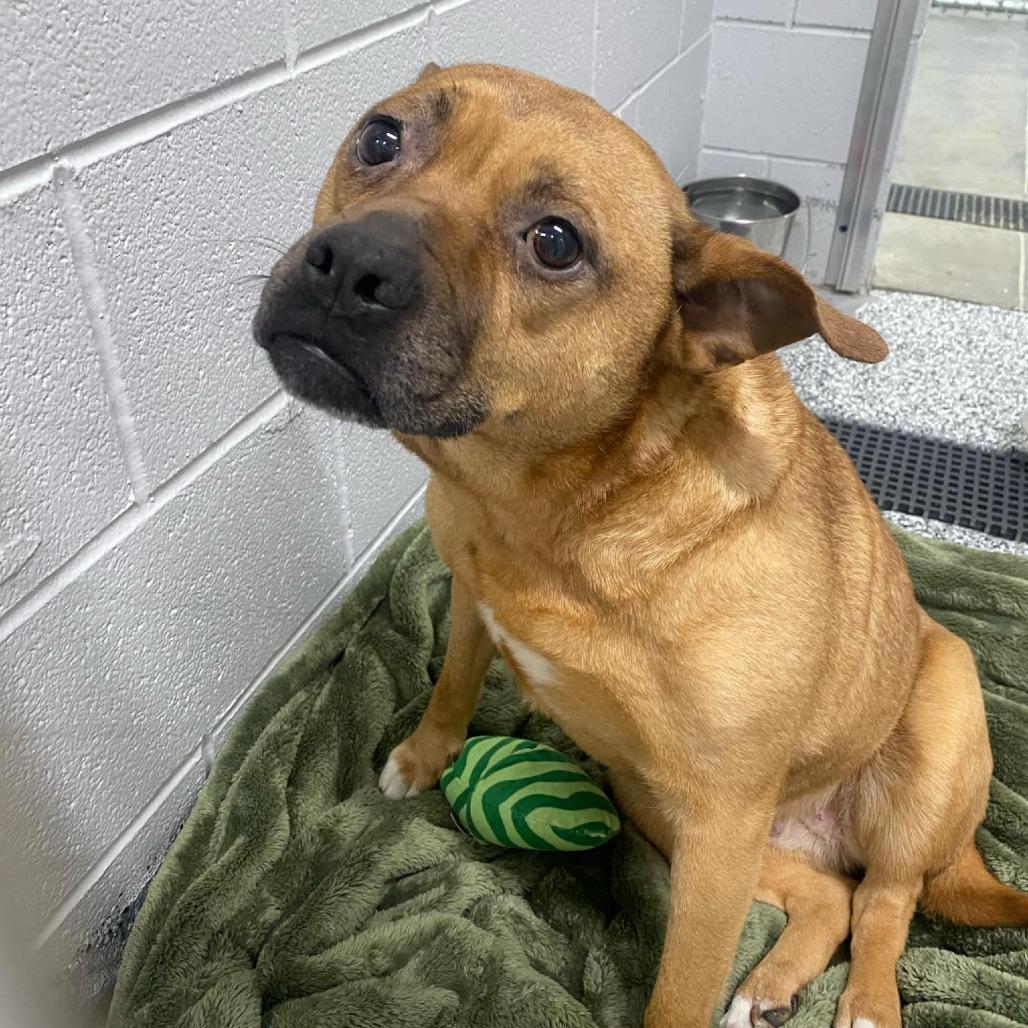 Serenity, Adoptable, Adult Female Mixed Breed.