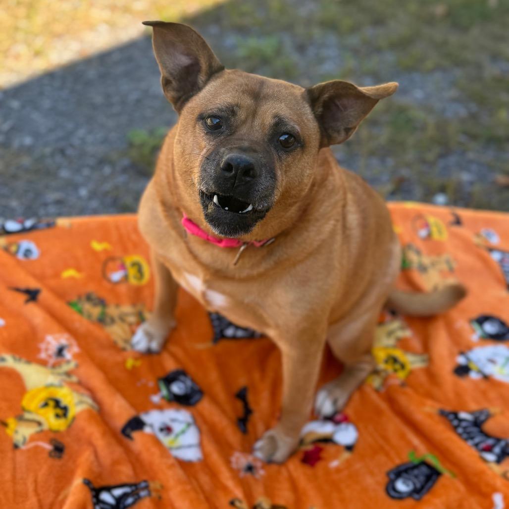 Enlarge Serenity, a Adoptable Mixed Breed in Fairmont, WV image 2/4