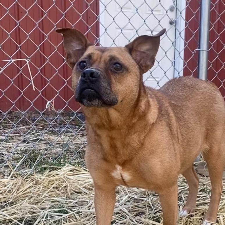 Enlarge Serenity, a Adoptable Mixed Breed in Fairmont, WV image 3/4