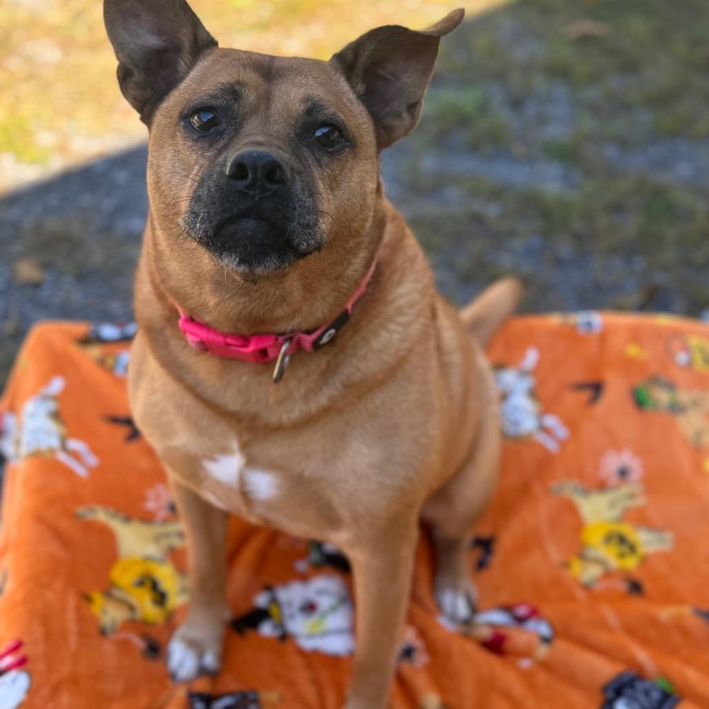 Enlarge Serenity, a Adoptable Mixed Breed in Fairmont, WV image 4/4