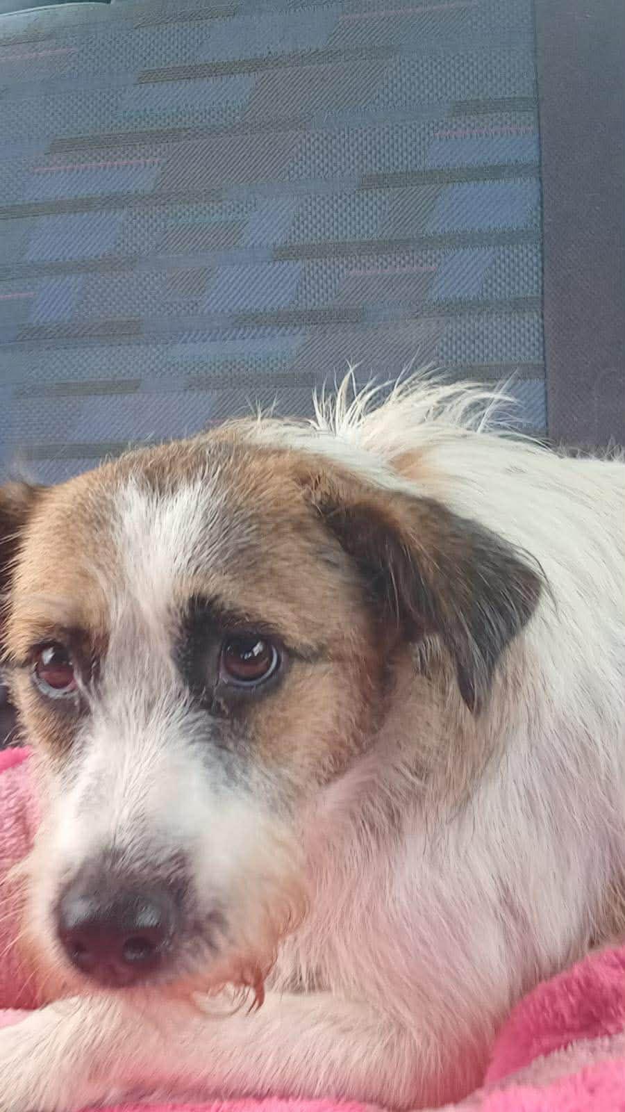 Enlarge Patches (Foster-to-Adopt), a ADOPTABLE mixed breed in Mississauga, ON image 1/4