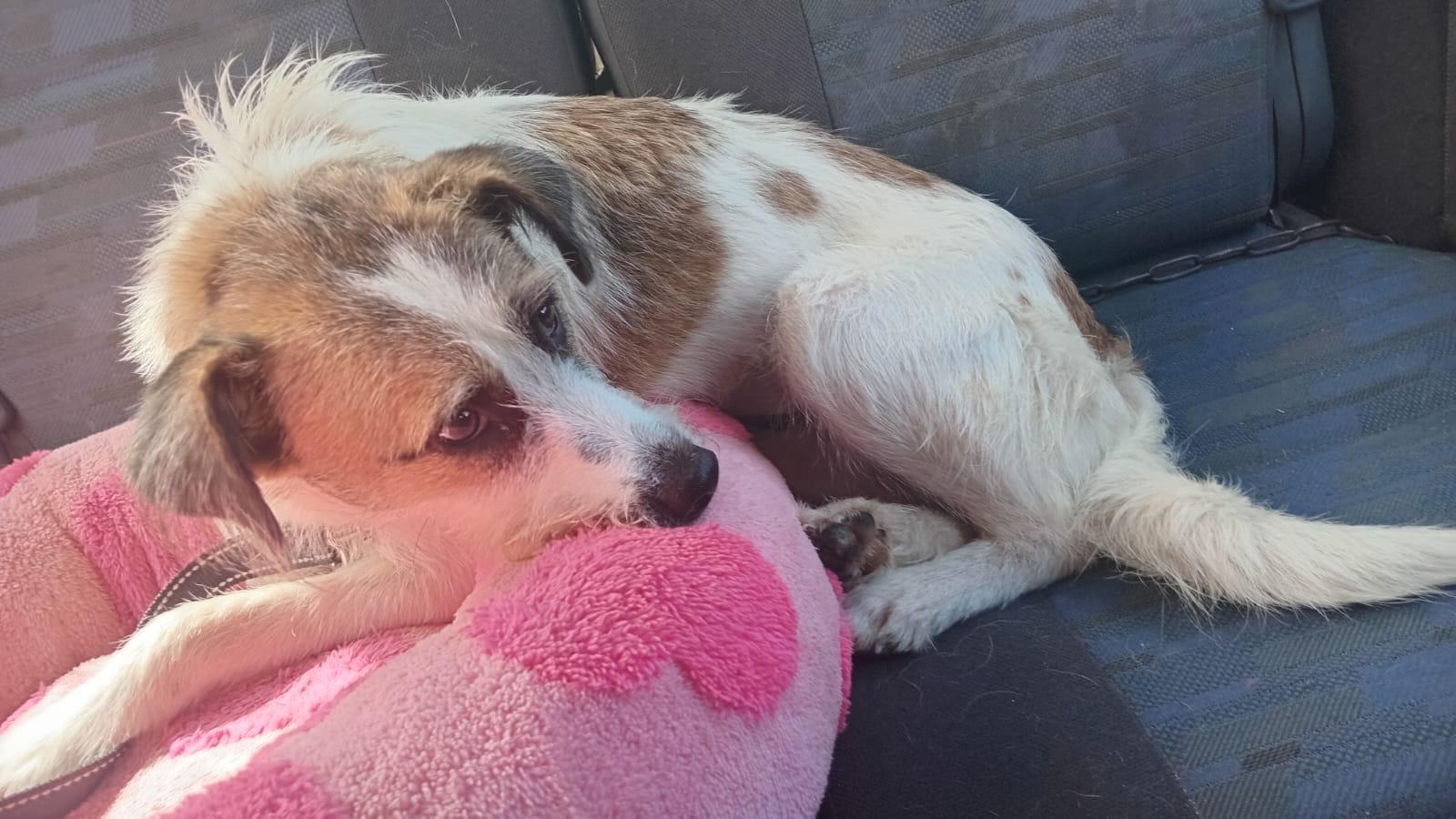 Enlarge Patches (Foster-to-Adopt), a ADOPTABLE mixed breed in Mississauga, ON image 4/4