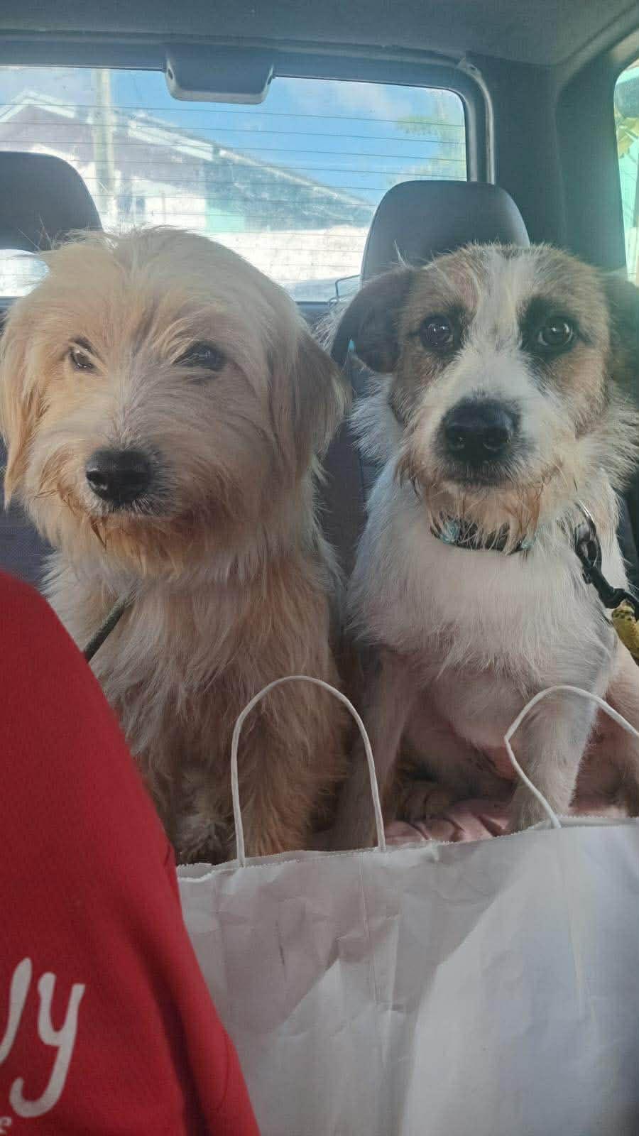 Enlarge Patches (Foster-to-Adopt), a ADOPTABLE mixed breed in Mississauga, ON image 2/4