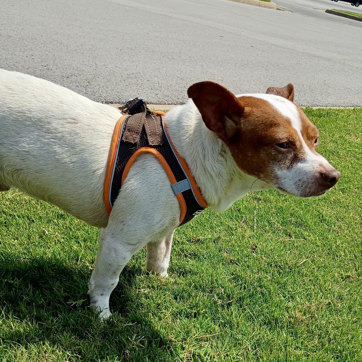 Enlarge Bobby, a Adoptable mixed breed in Tulsa, OK image 3/5