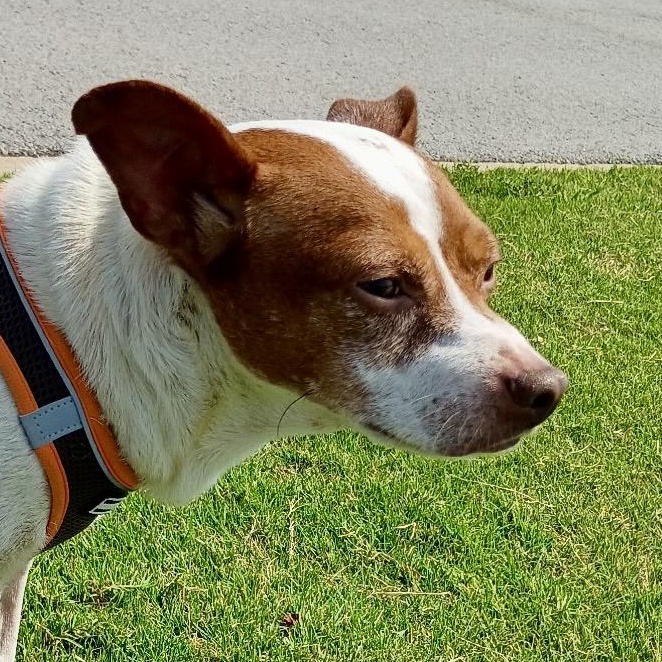 Bobby, Adoptable, Adult Male Jack Russell Terrier.