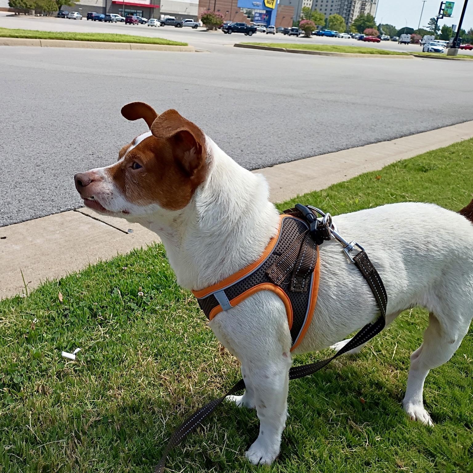 Enlarge Bobby, a Adoptable mixed breed in Tulsa, OK image 2/5