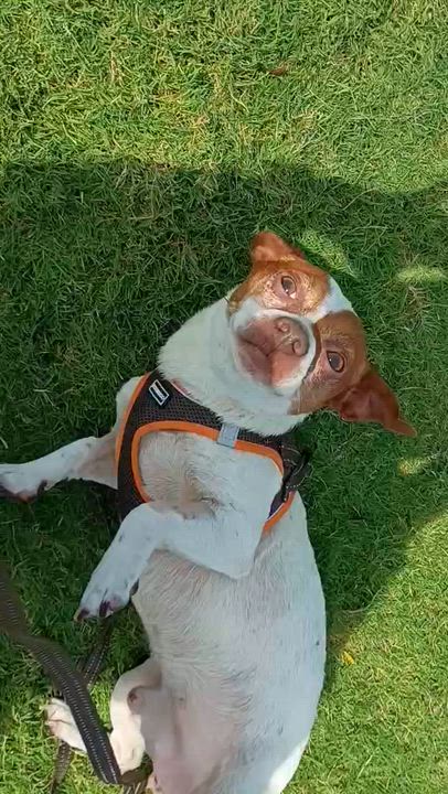 Enlarge Bobby, a Adoptable mixed breed in Tulsa, OK video 5/5