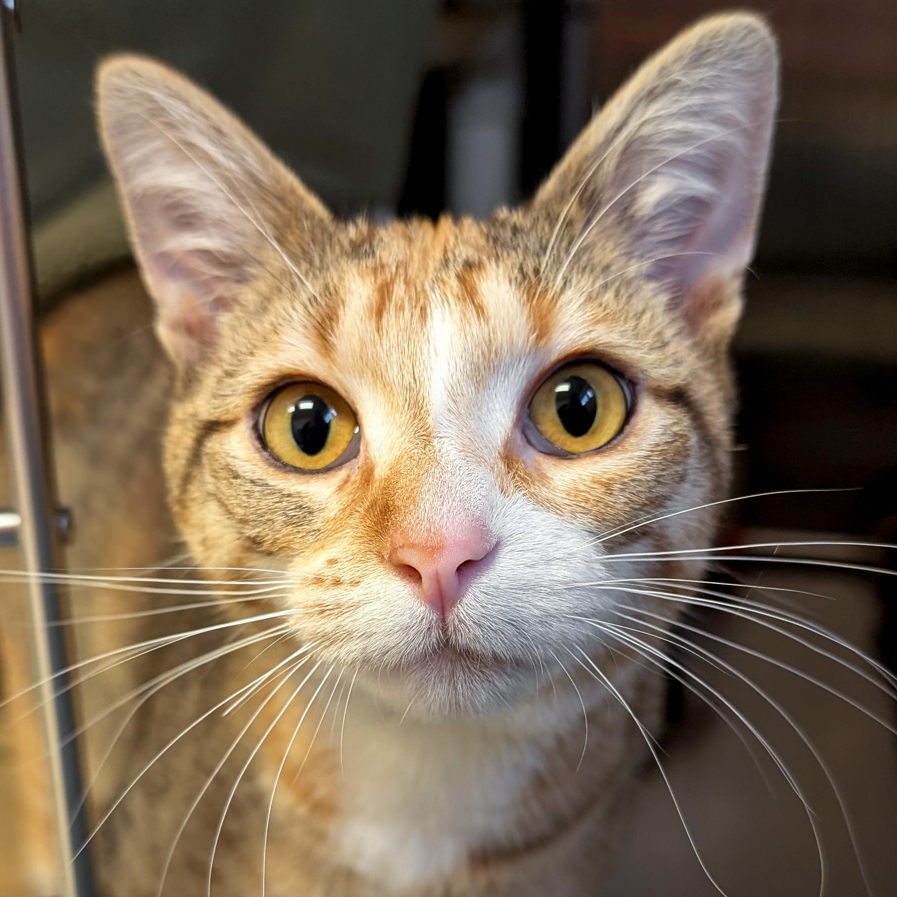 Lovey, ADOPTABLE, Young Female Domestic Short Hair.