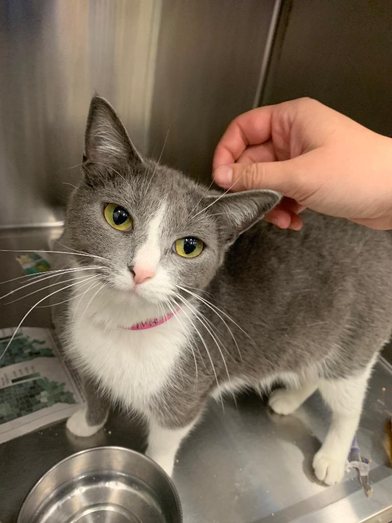 Enlarge Cashmere, a Adoptable mixed breed in Angola, IN image 1/1