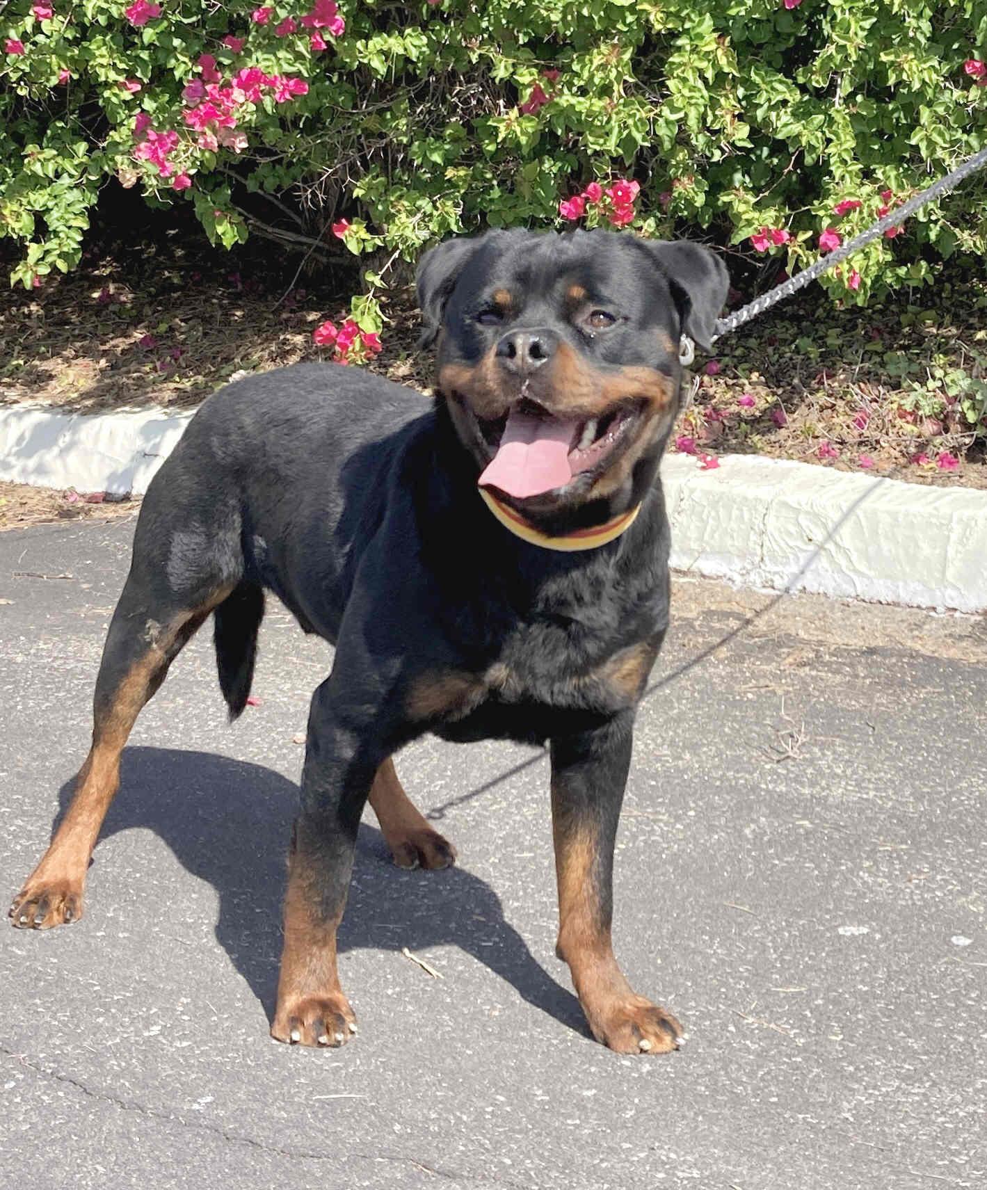 Axel, an adoptable Rottweiler in Camp Pendleton, CA image 2/6