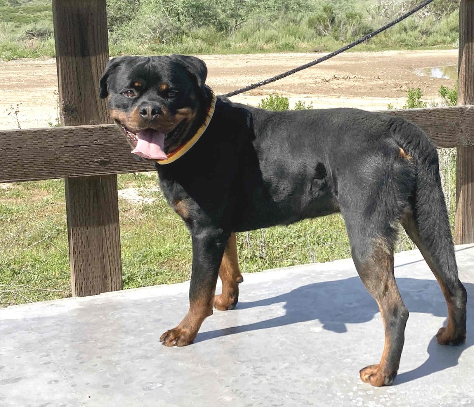 Axel, an adoptable Rottweiler in Camp Pendleton, CA image 6/6