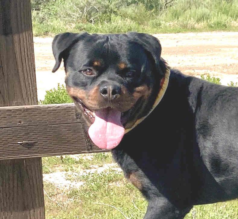 Axel, an adoptable Rottweiler in Camp Pendleton, CA image 1/6
